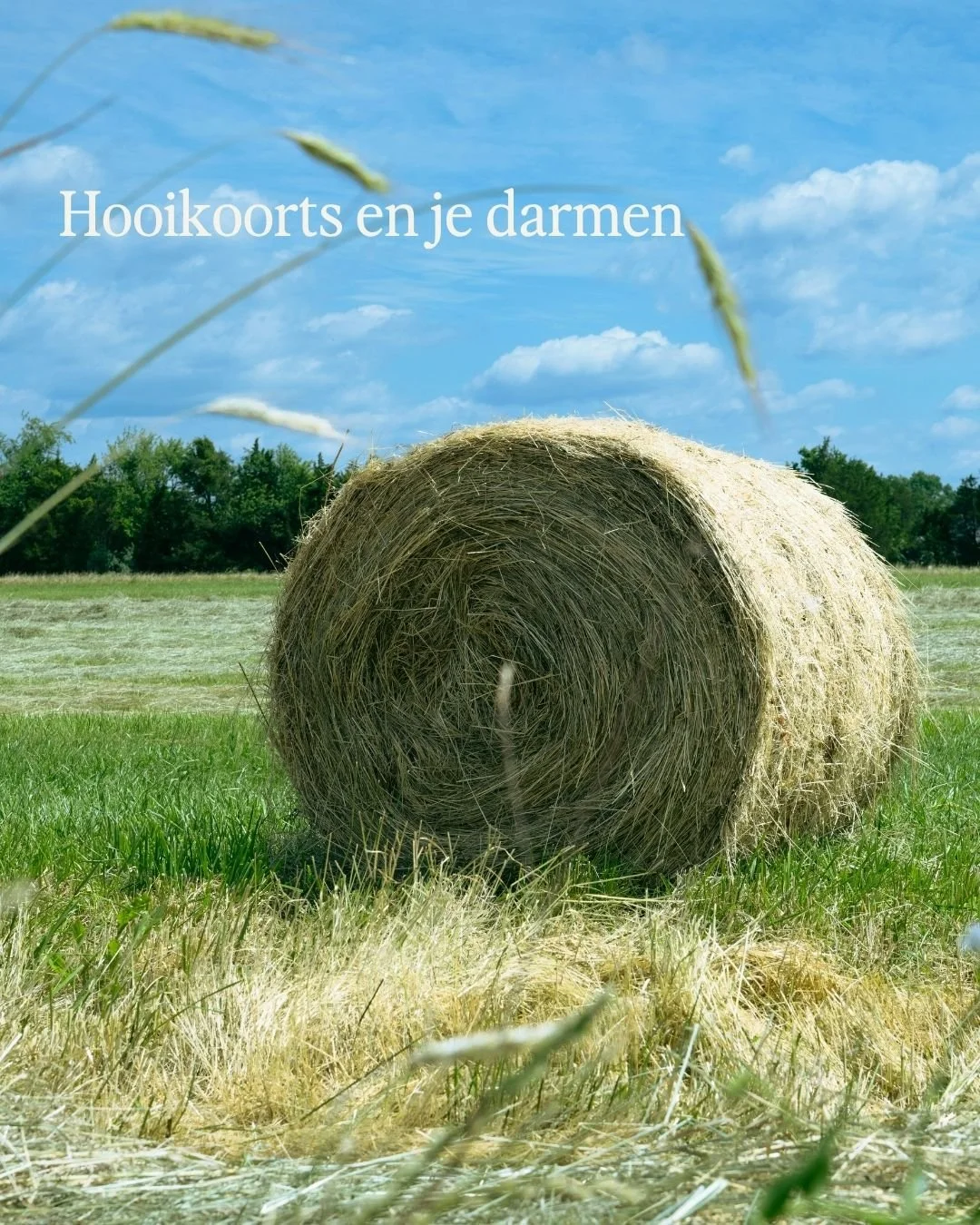Hooikoorts en je darmen
