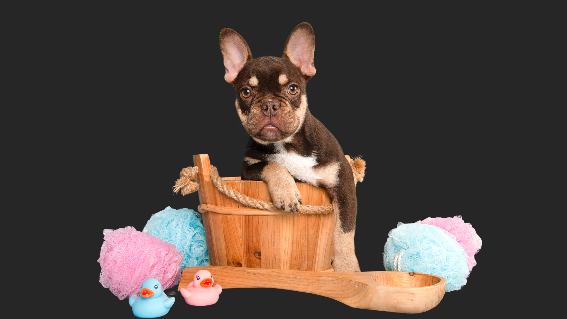 Untitled design-11.png