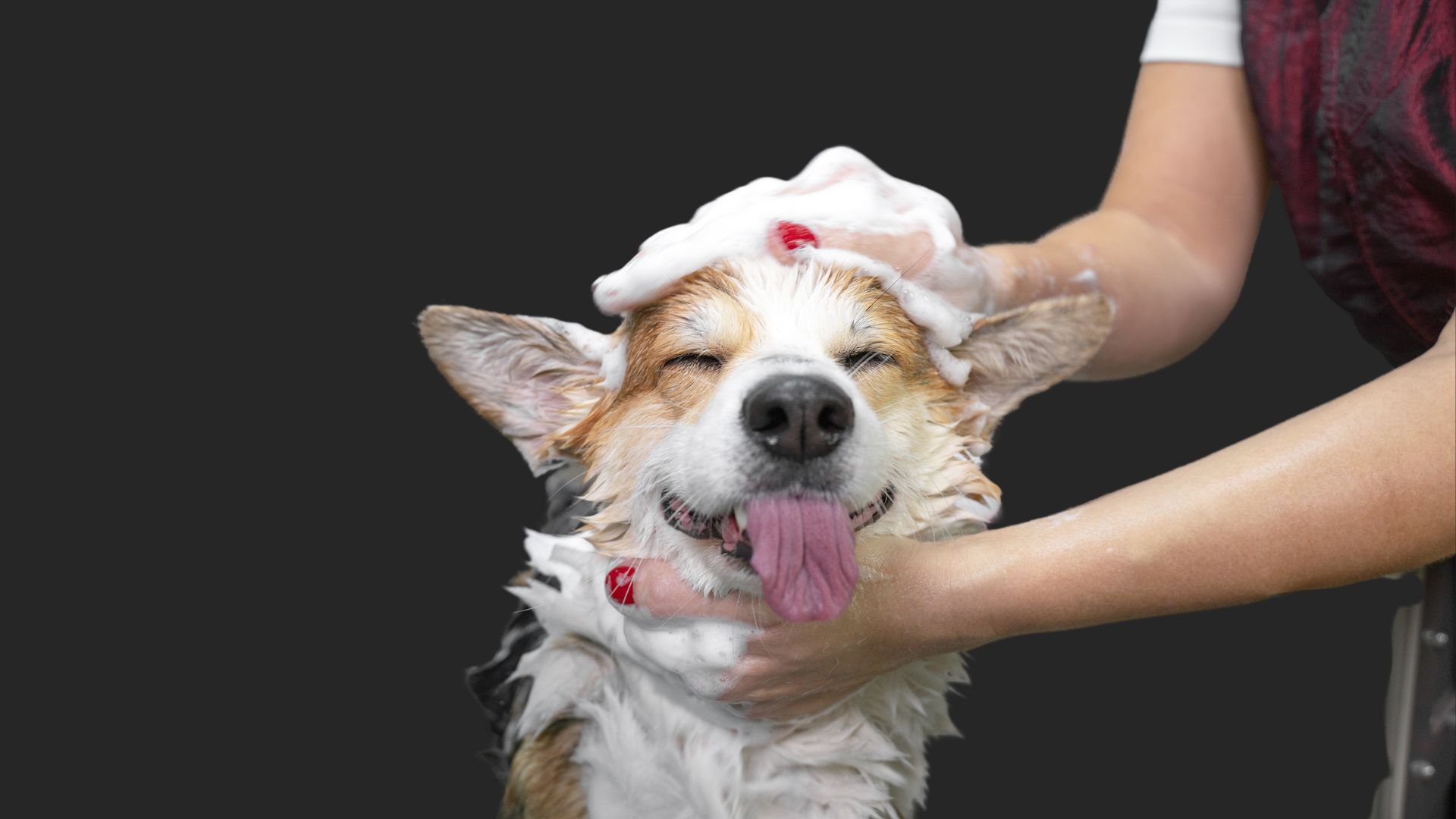 Untitled design-12.png