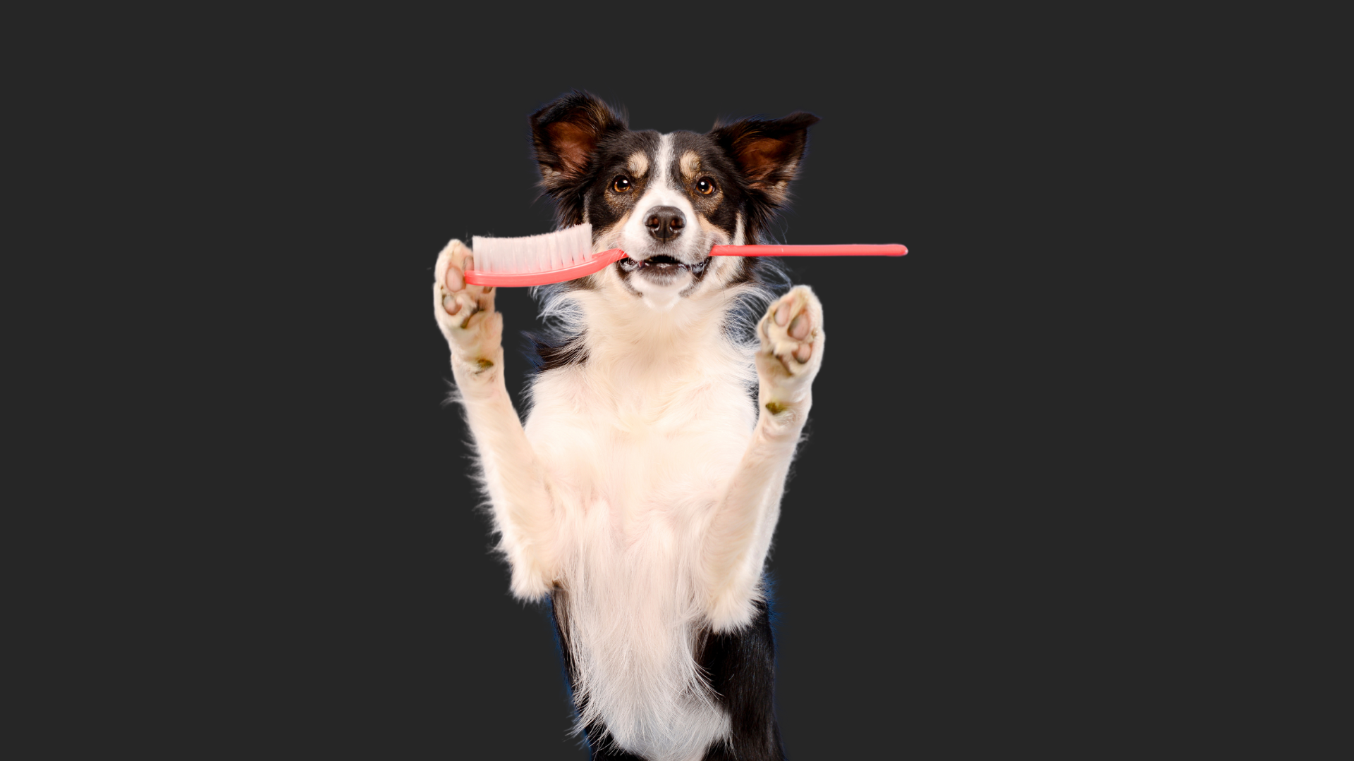Untitled design-13.png