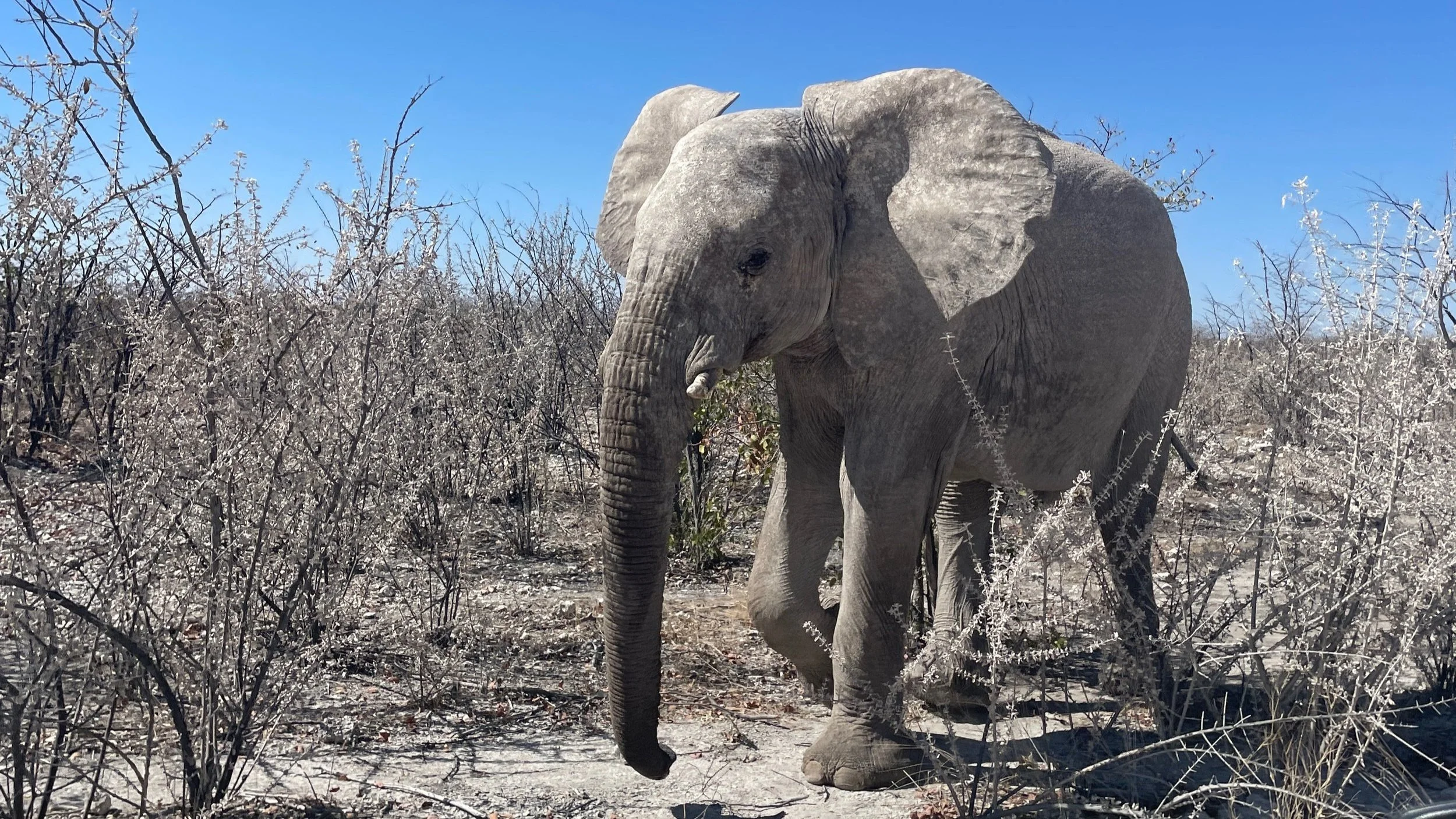 elephant in etosha national park namibia