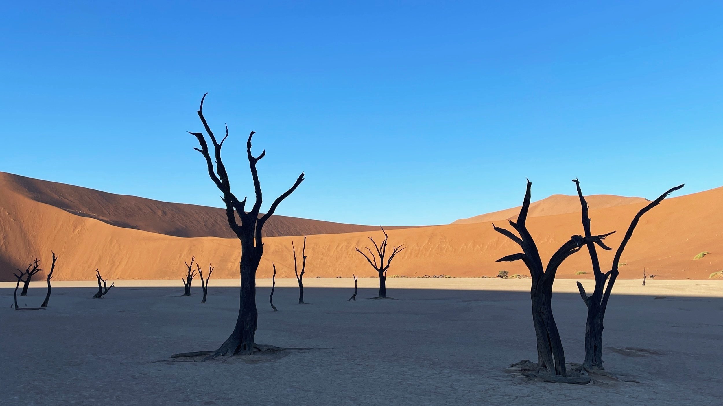 deadvlei trees in namibia