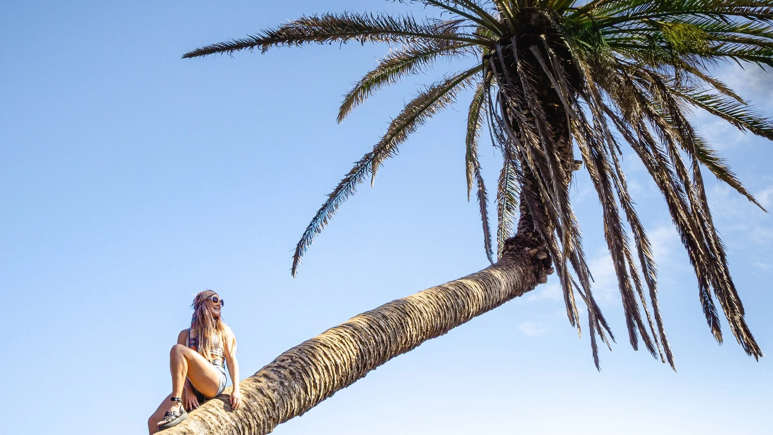 leaning palm tree lanzarote