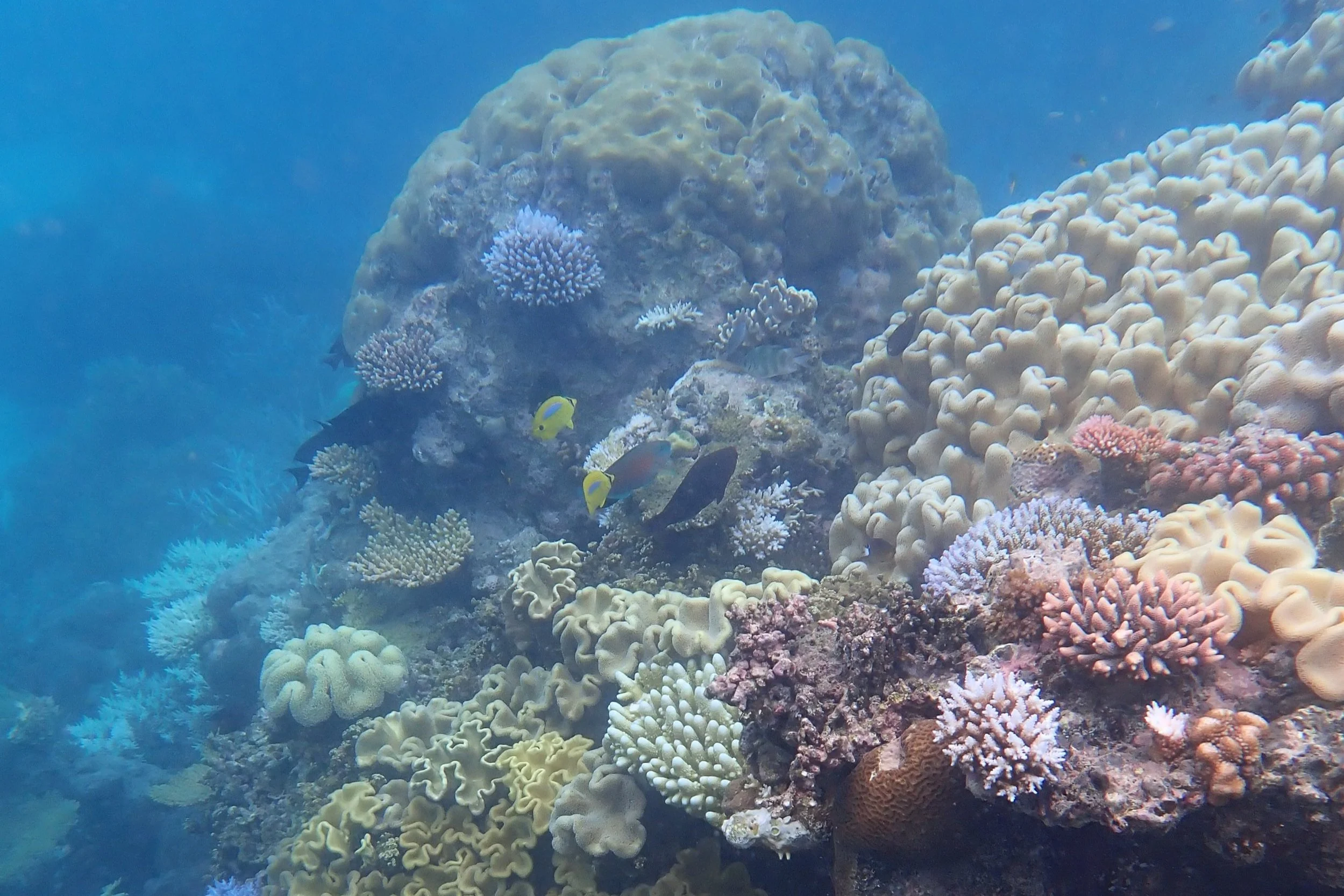 snorkelling in the great barrier reef