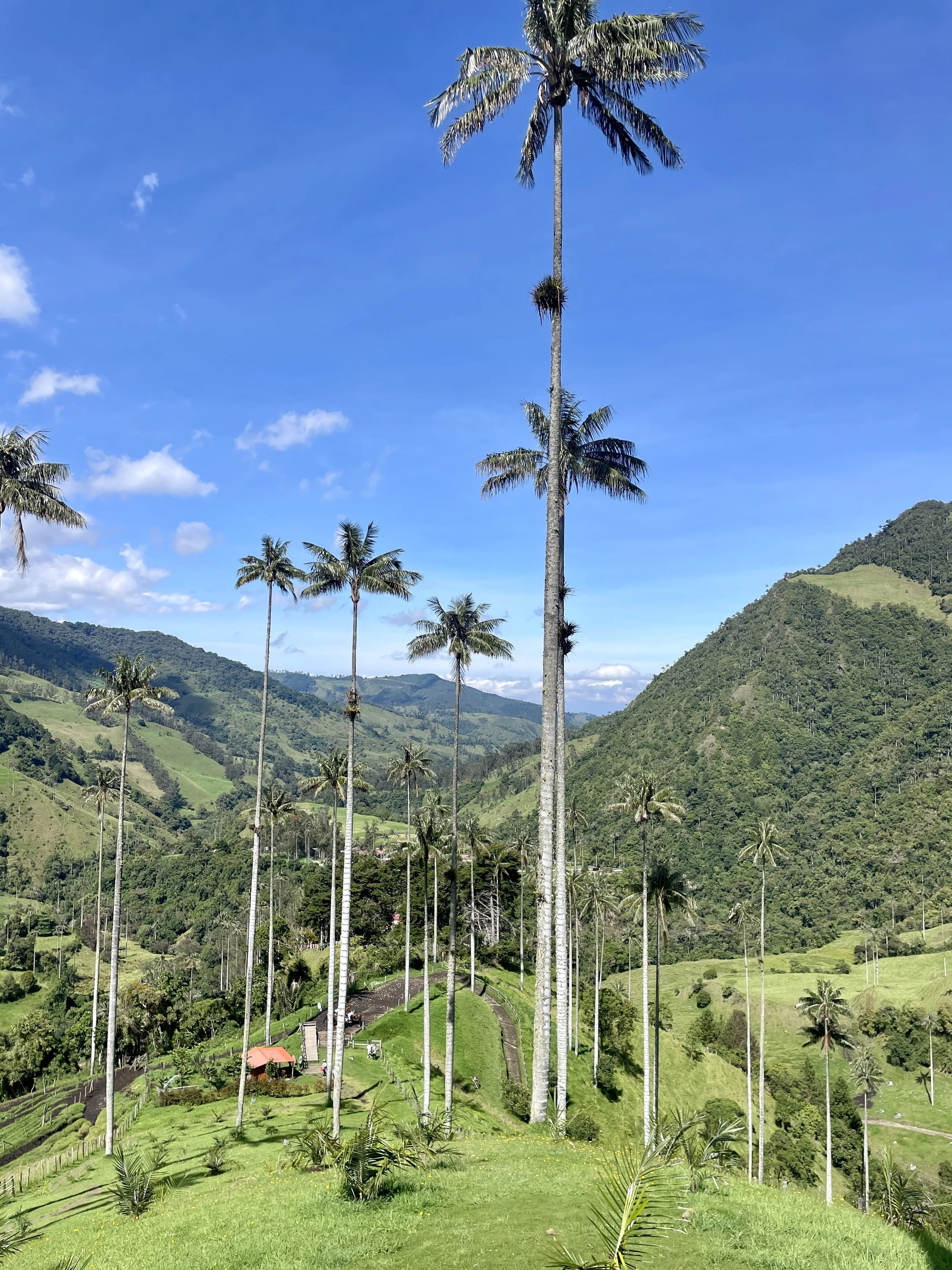 cocora valley colombia