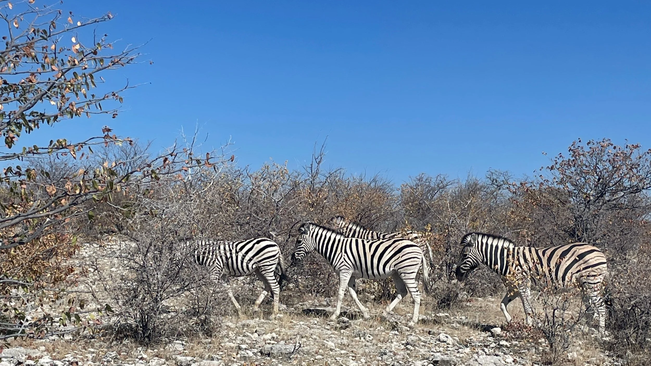 zebras in namibia