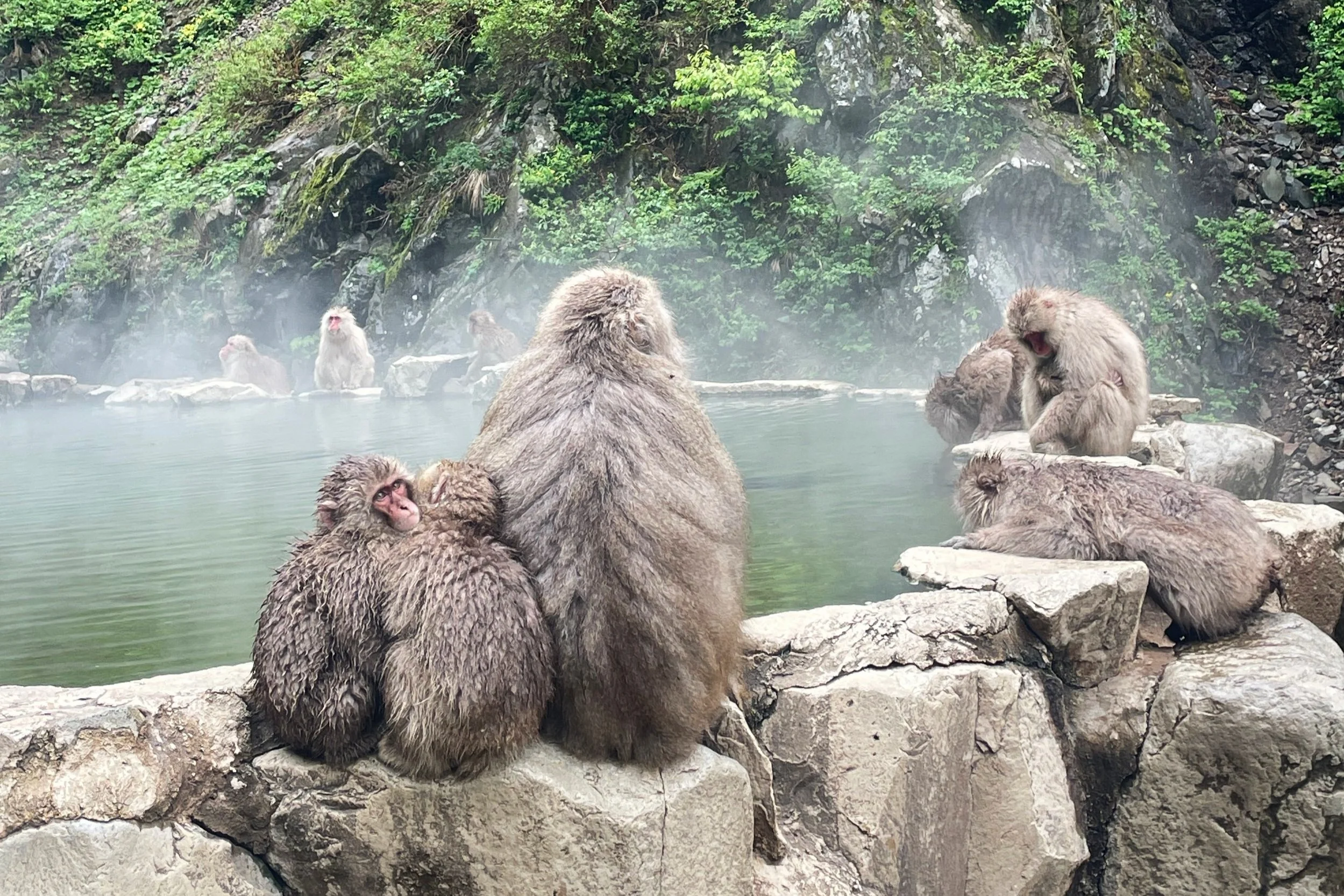 nagano snow monkeys
