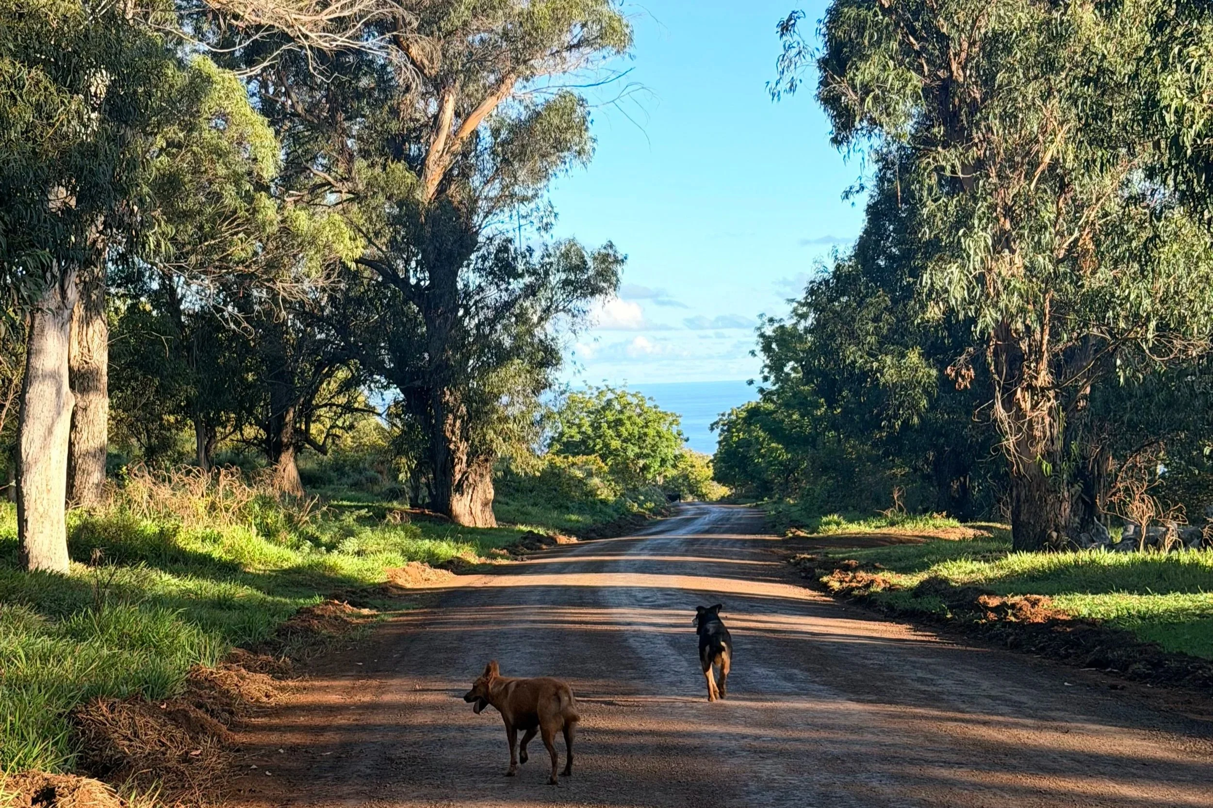 roads in easter island