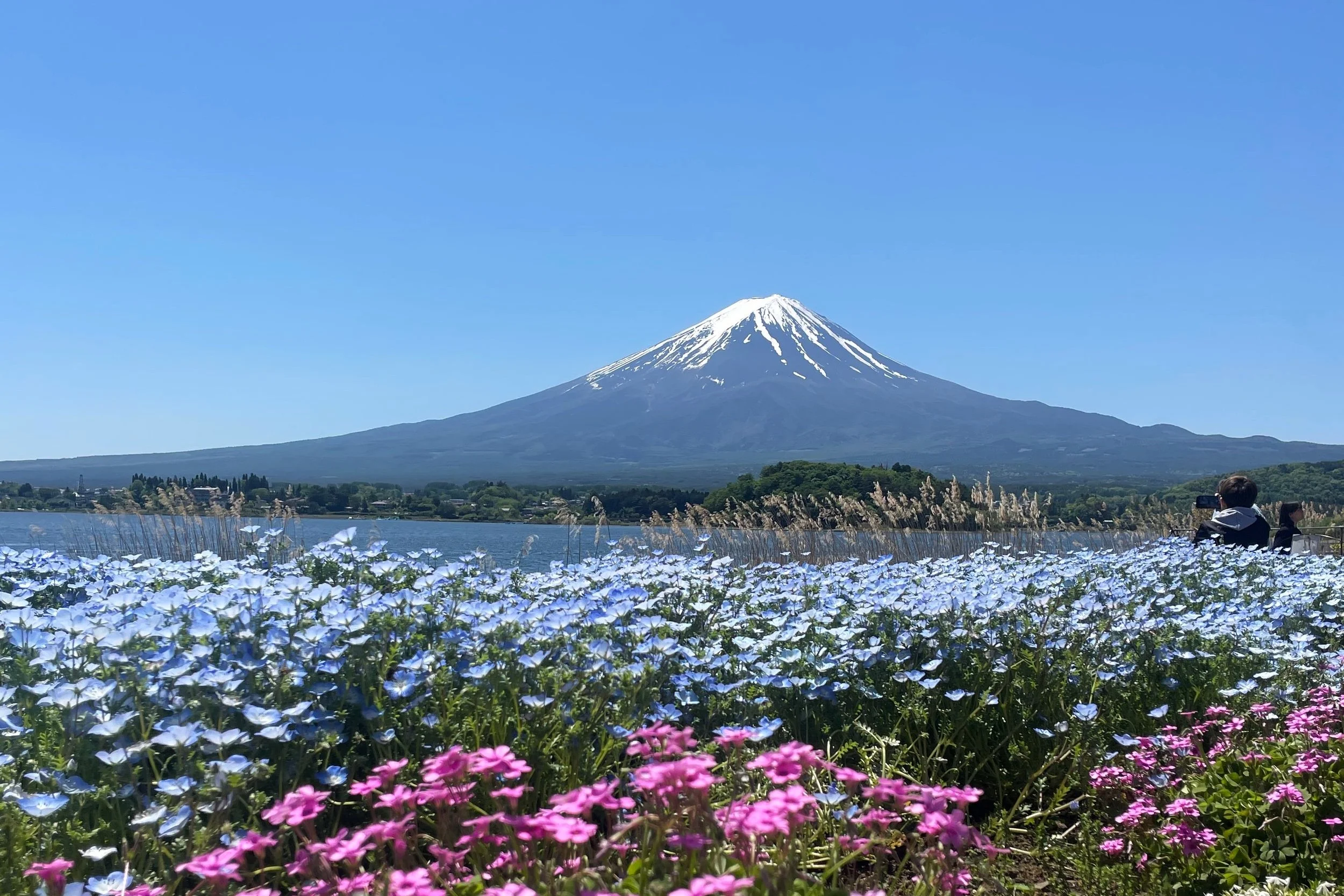 mount fuji blossom fields in may