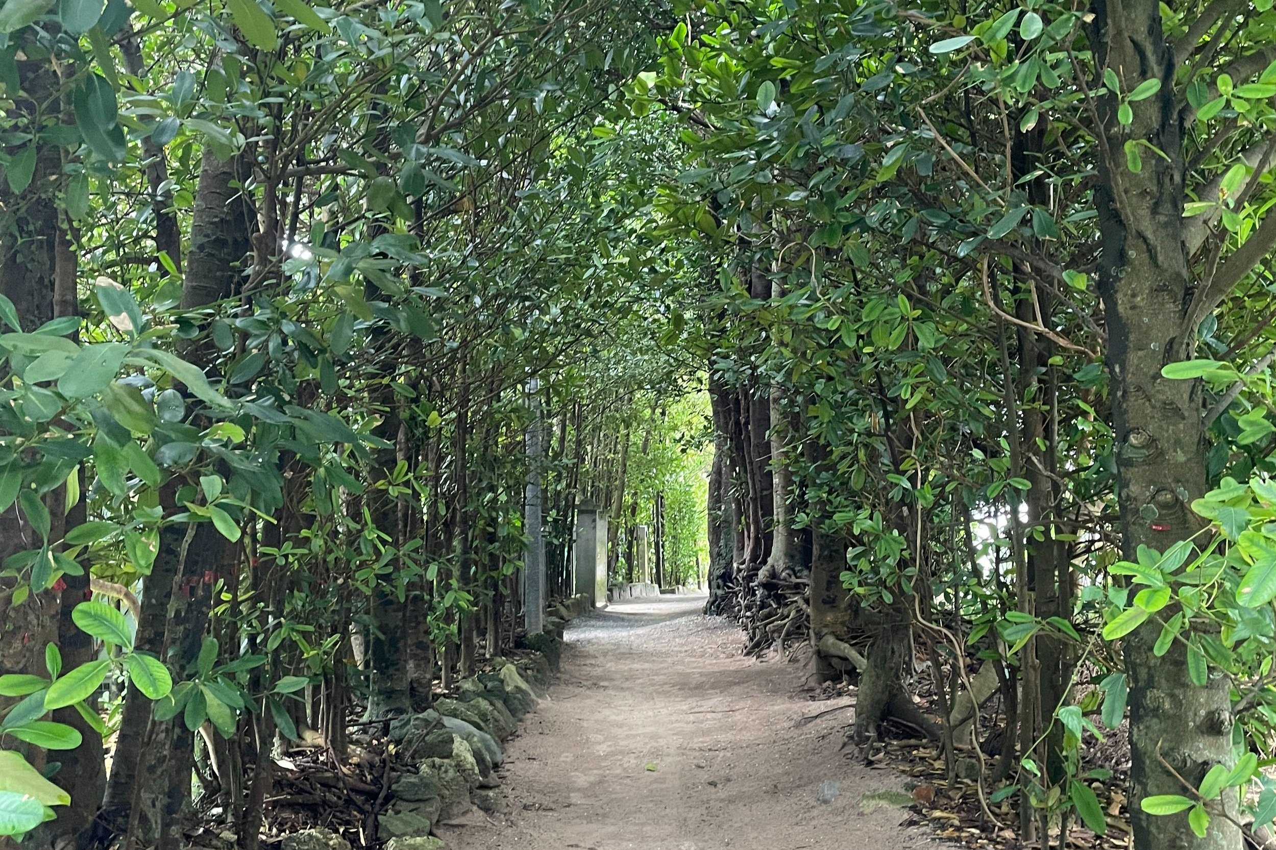 Bise-Fukugi Tree Road