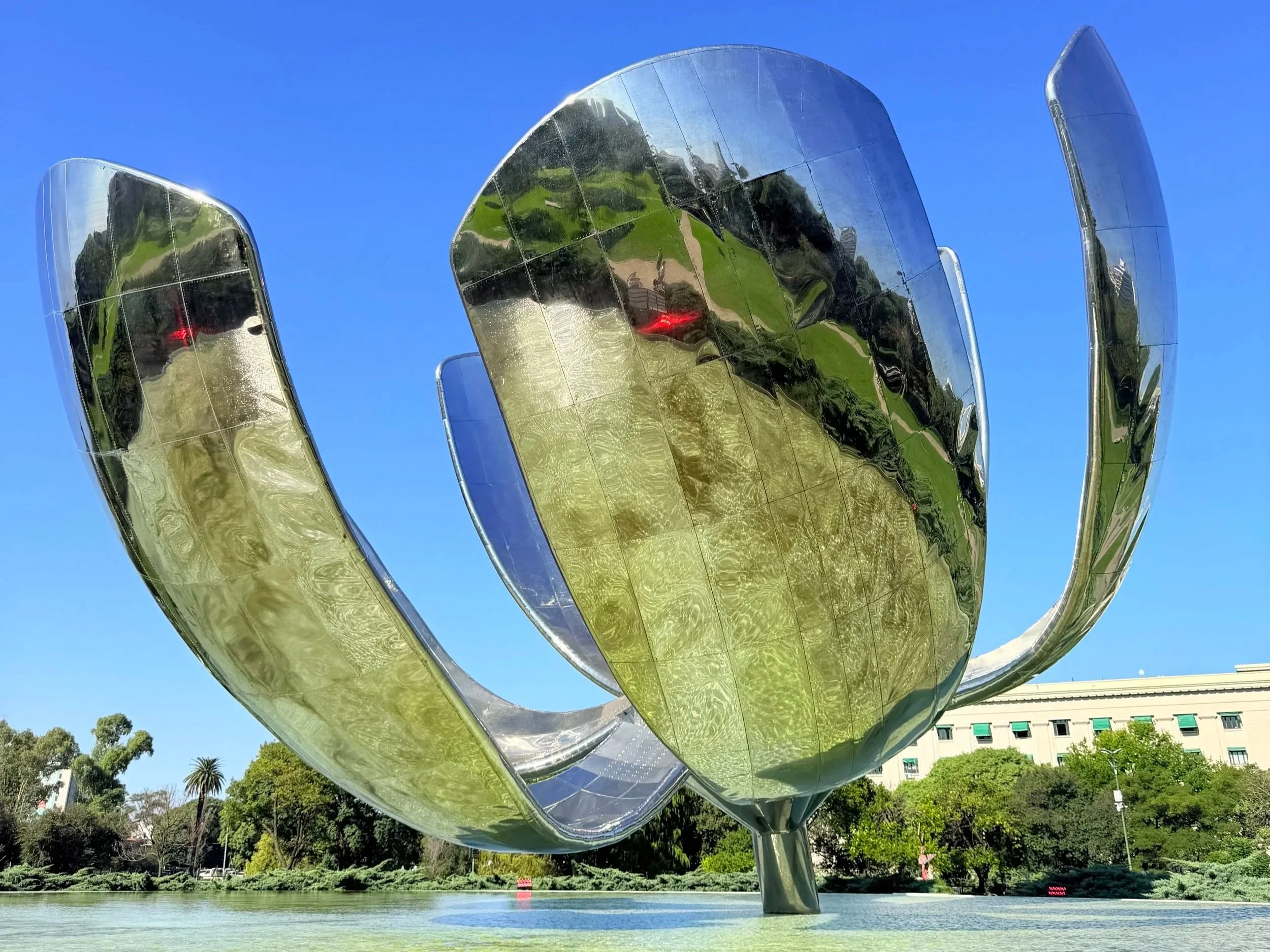 floralis generica buenos aires