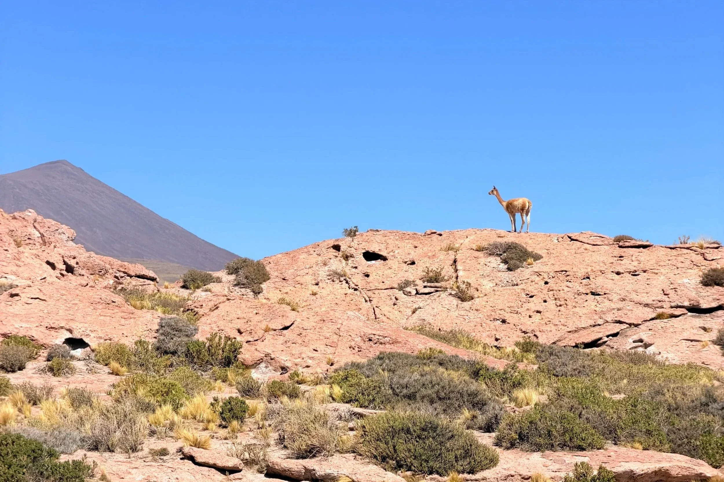 vicuna in atacama desert