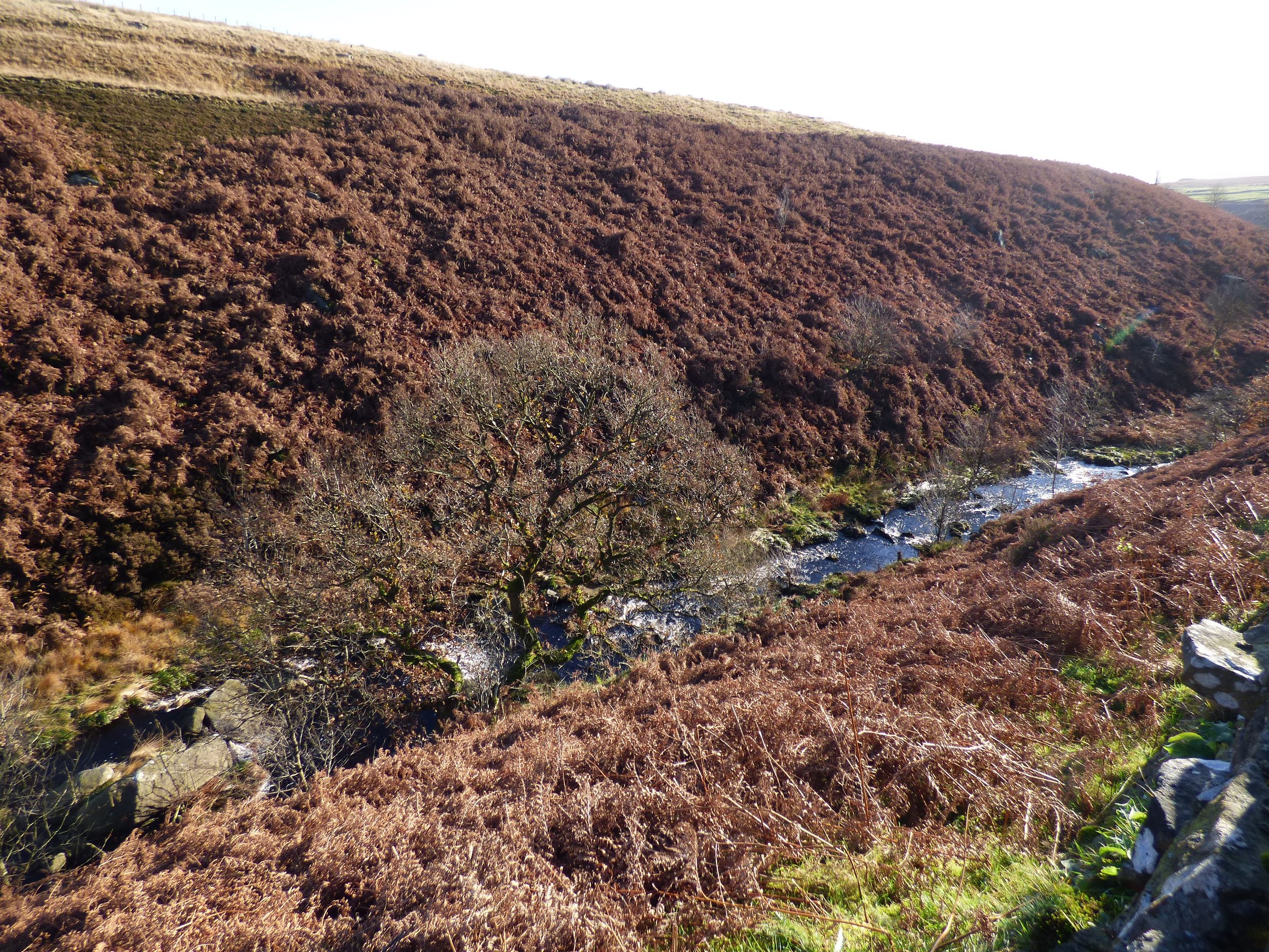 Alcomden Water, Walshaw Dean