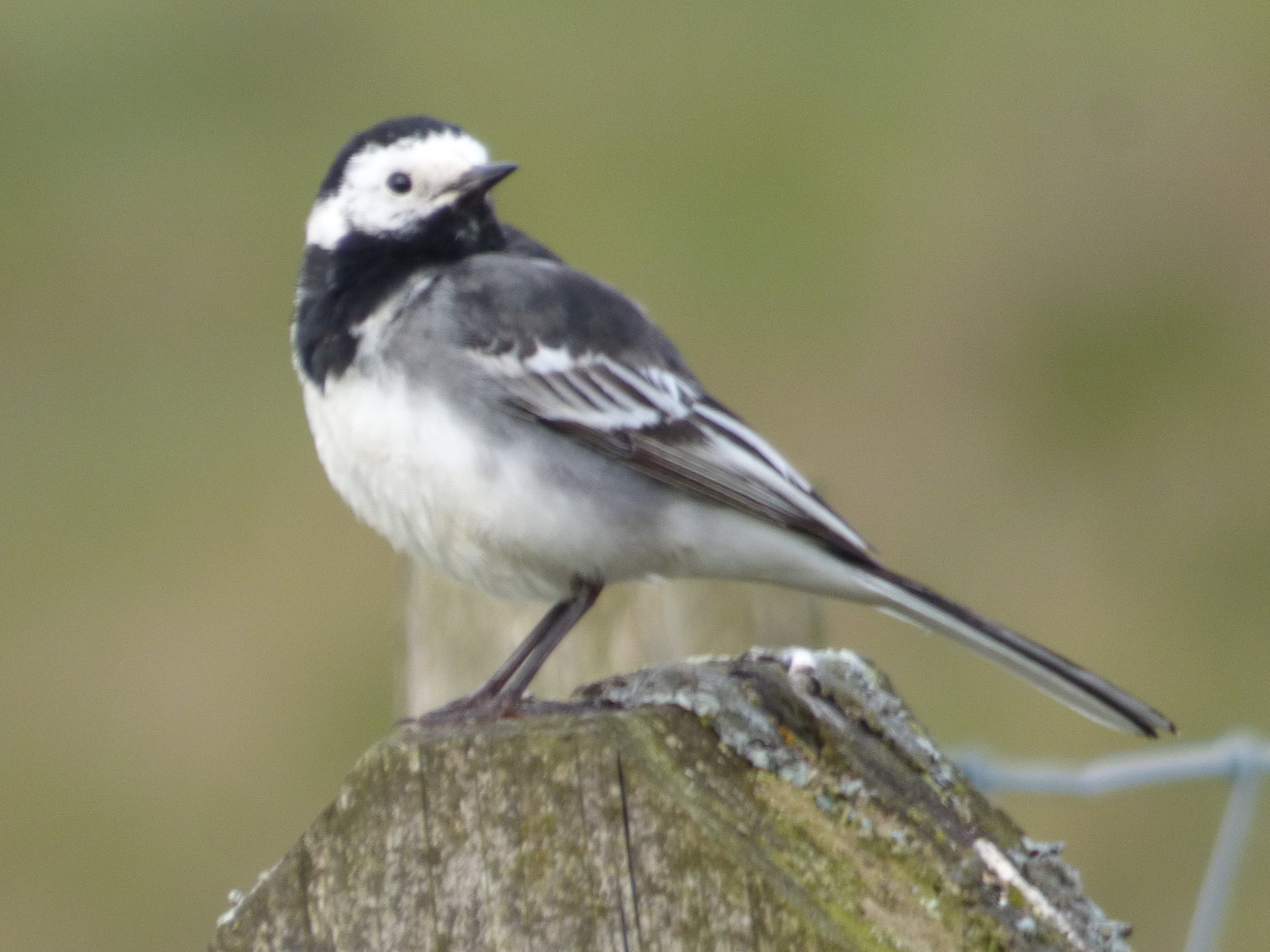 Pied wagtail