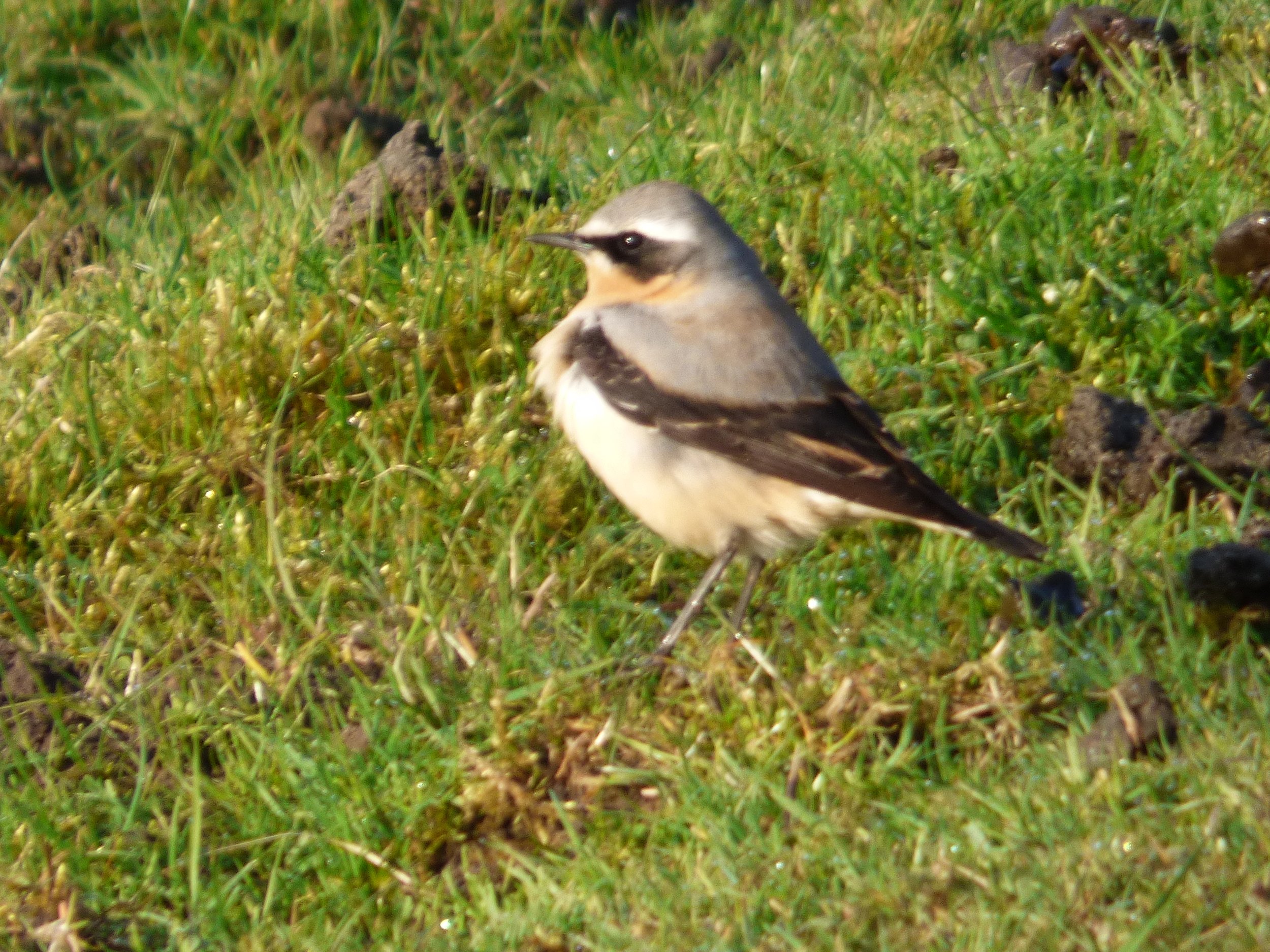 Northern Wheatear