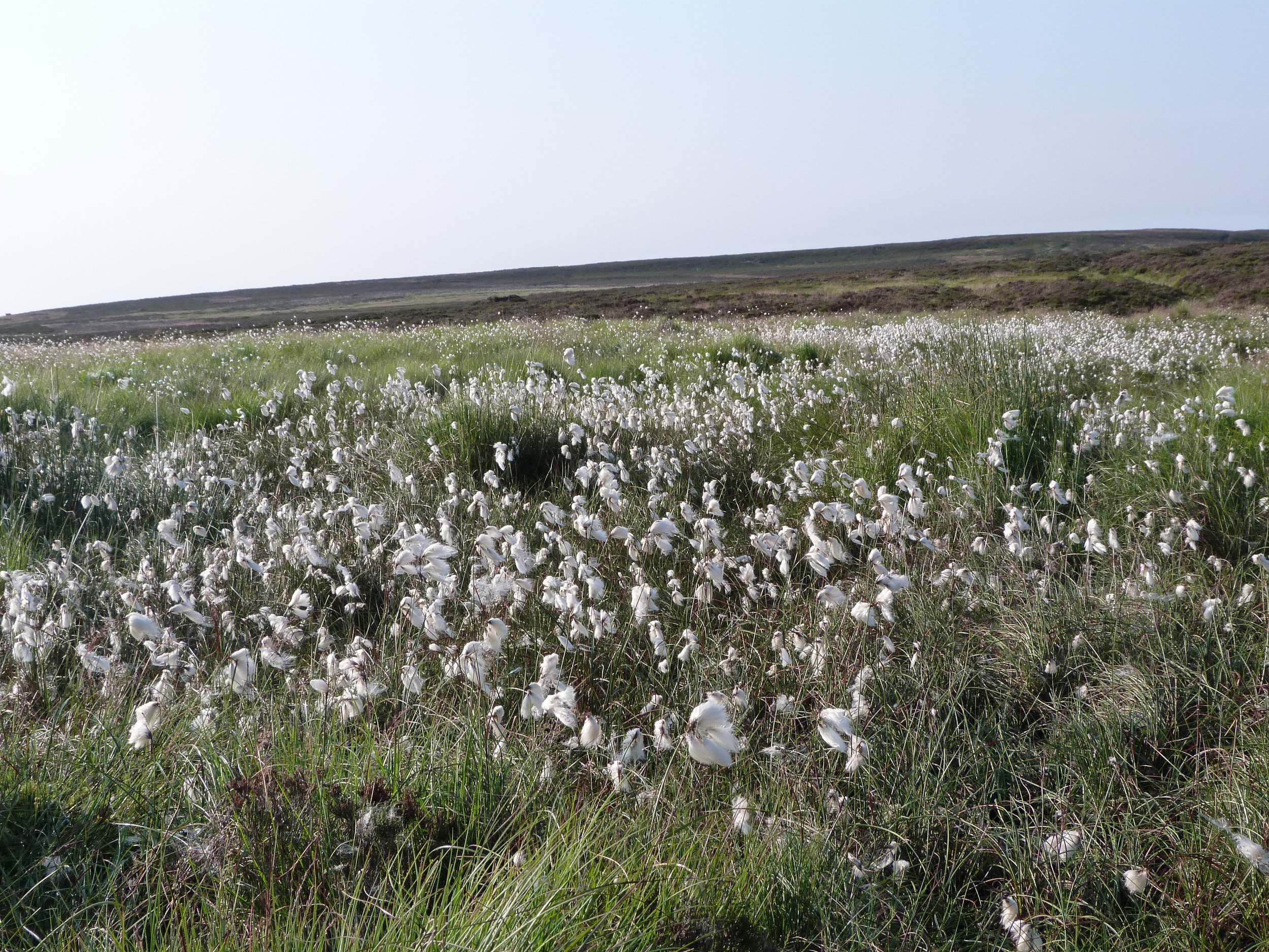Bog cotton on Walshaw Moor