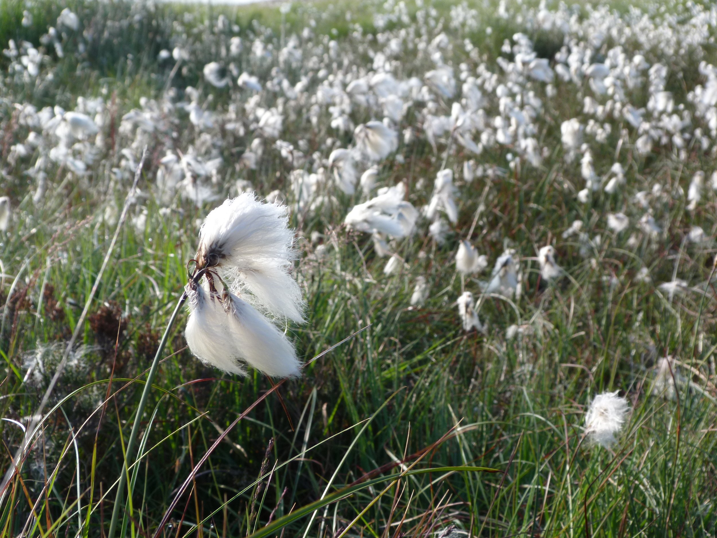 Bog cotton  on Walshaw Moor