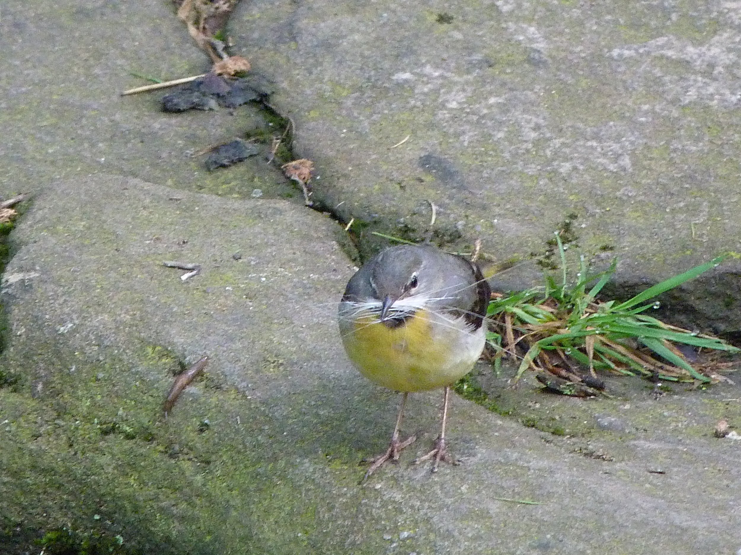 Grey wagtail