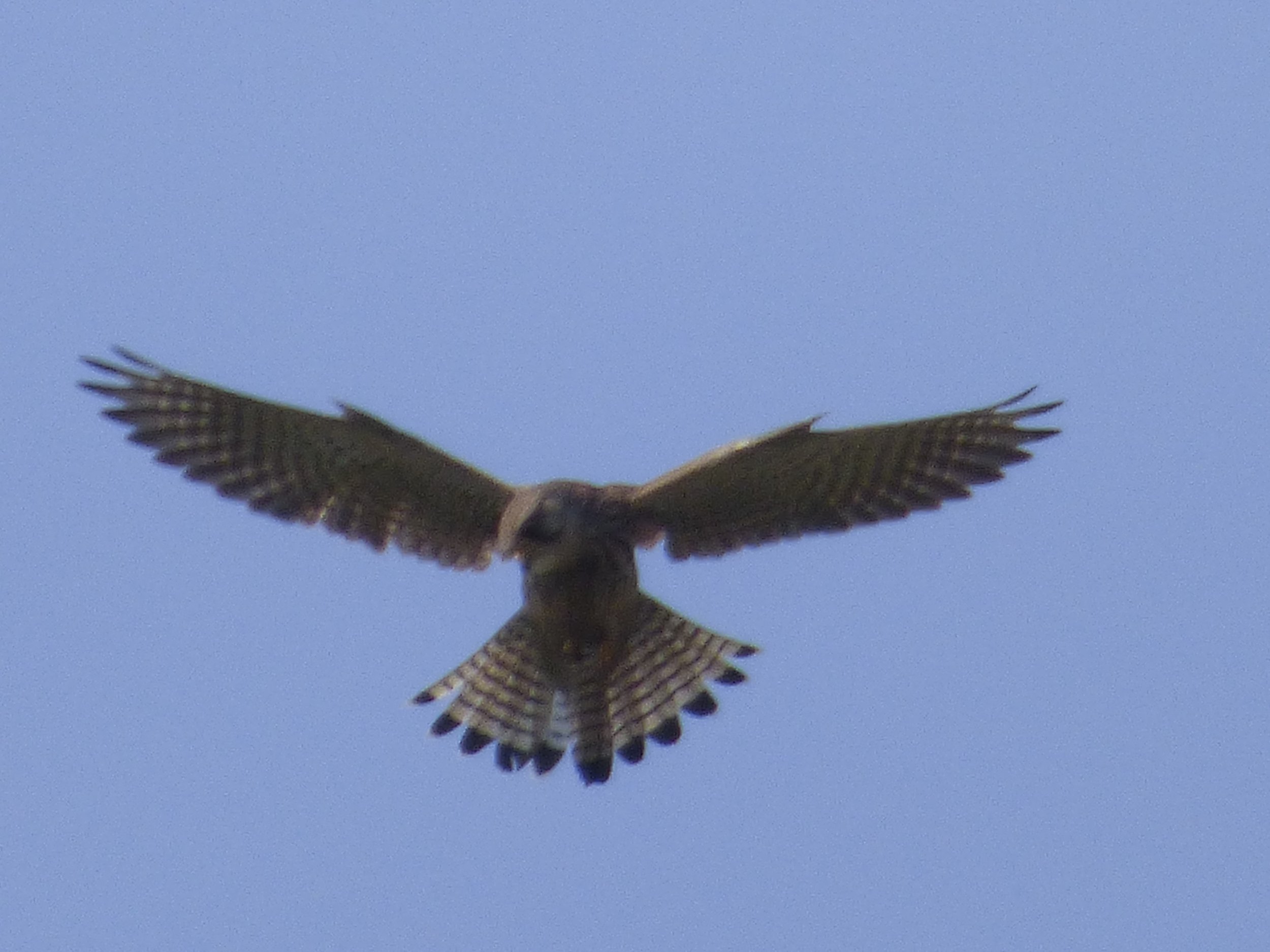 Kestrel