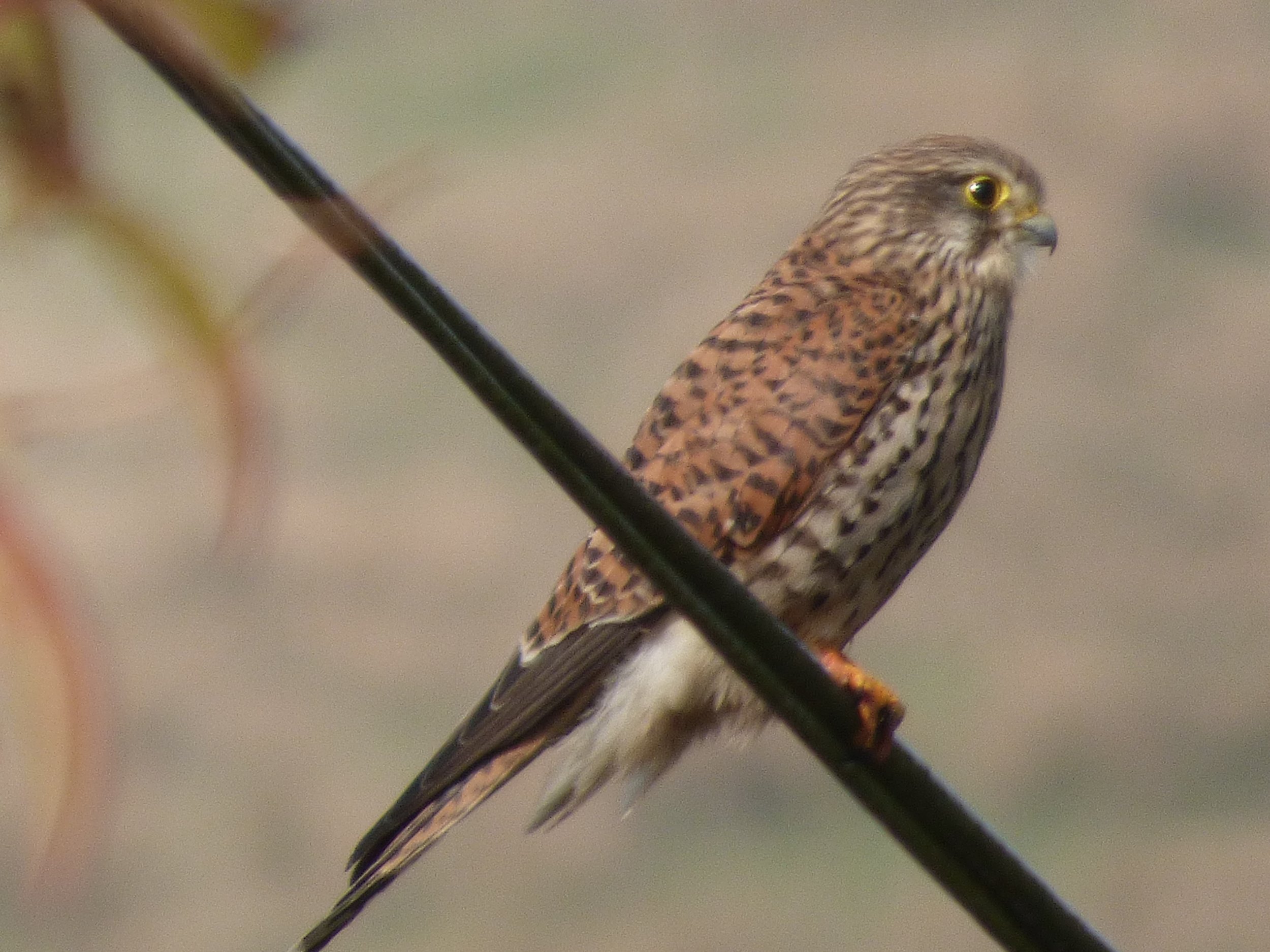 Kestrel