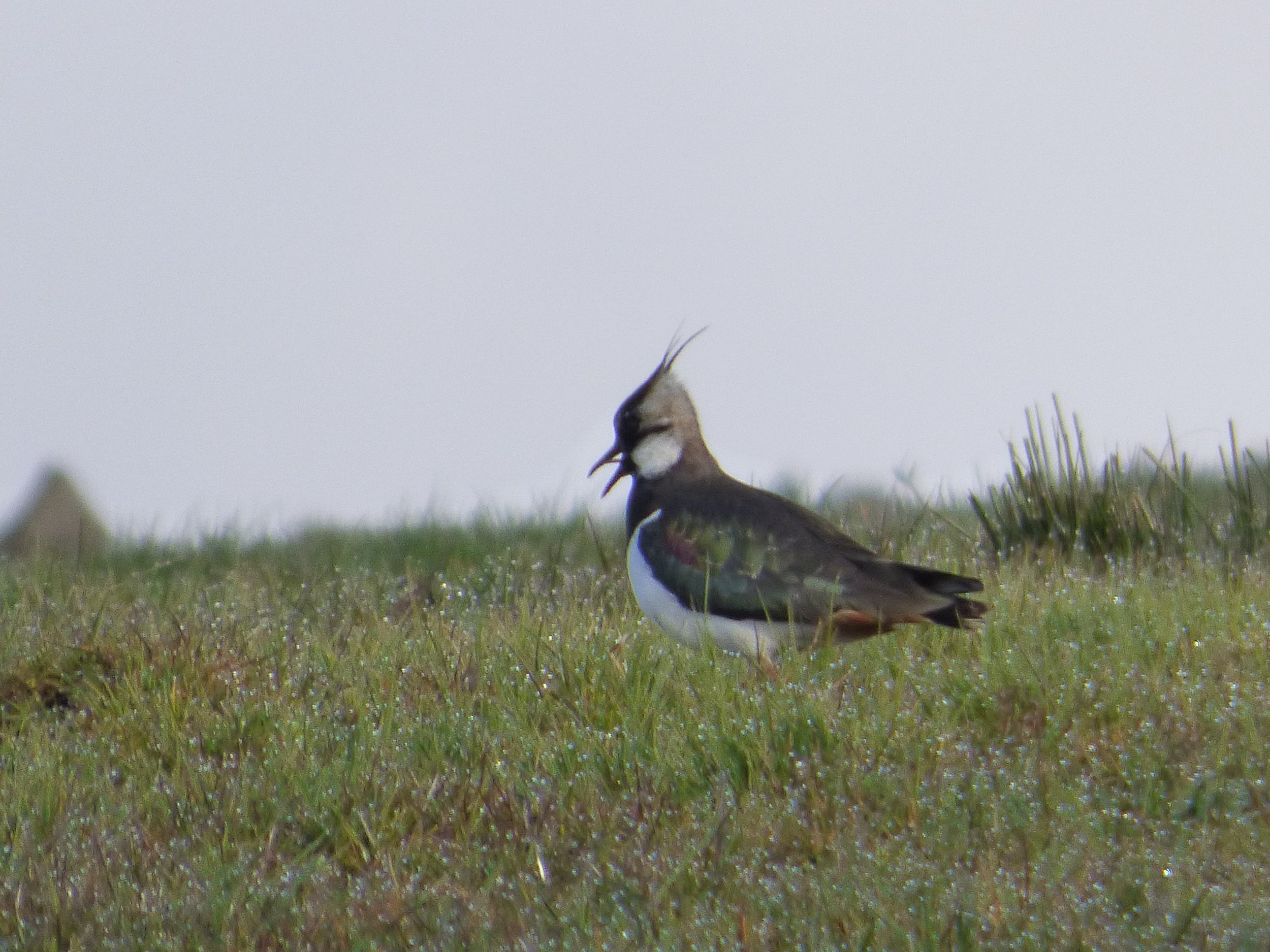 Lapwing