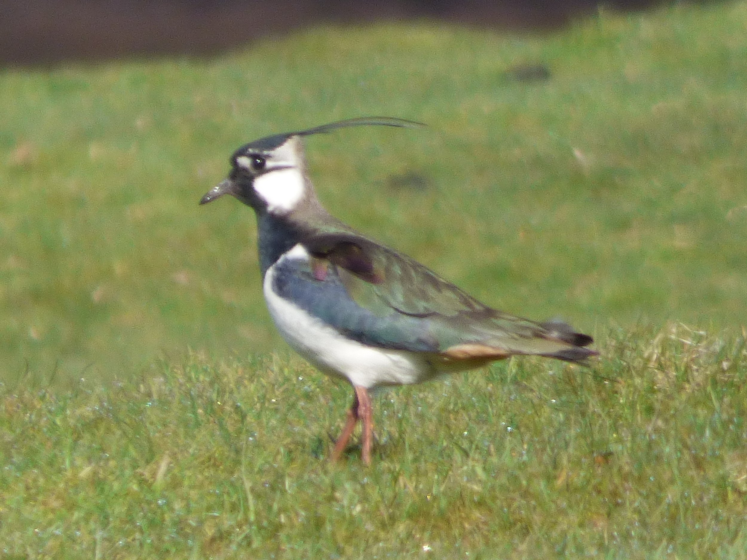 Lapwing