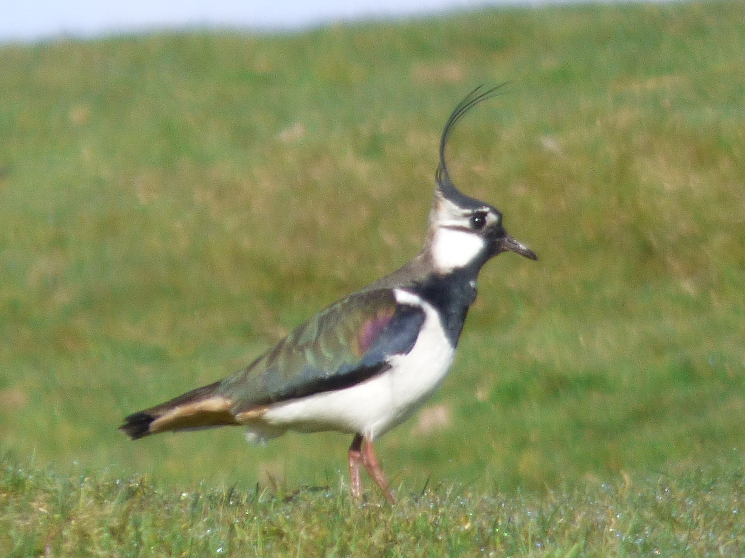 Lapwing