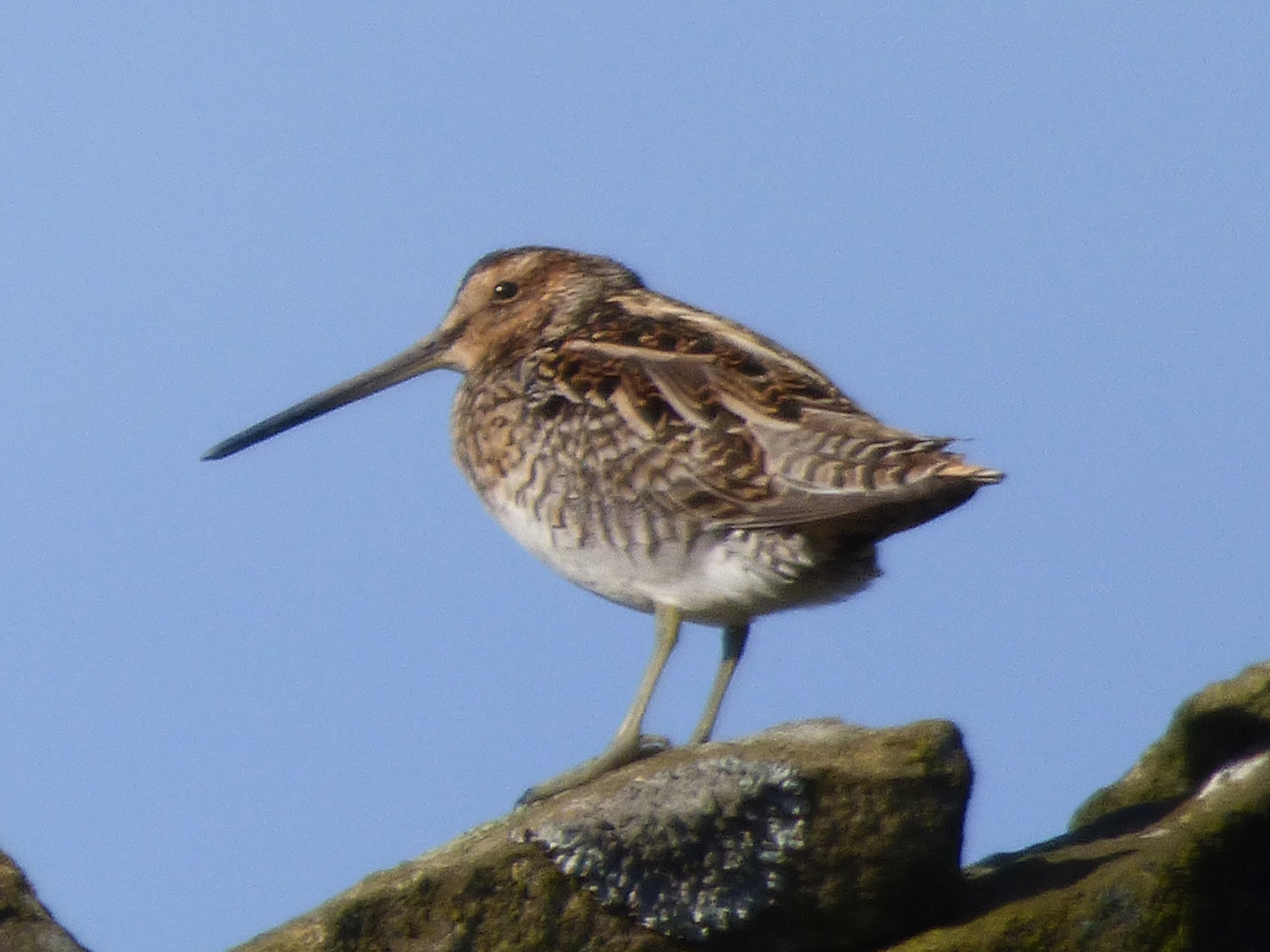 Snipe