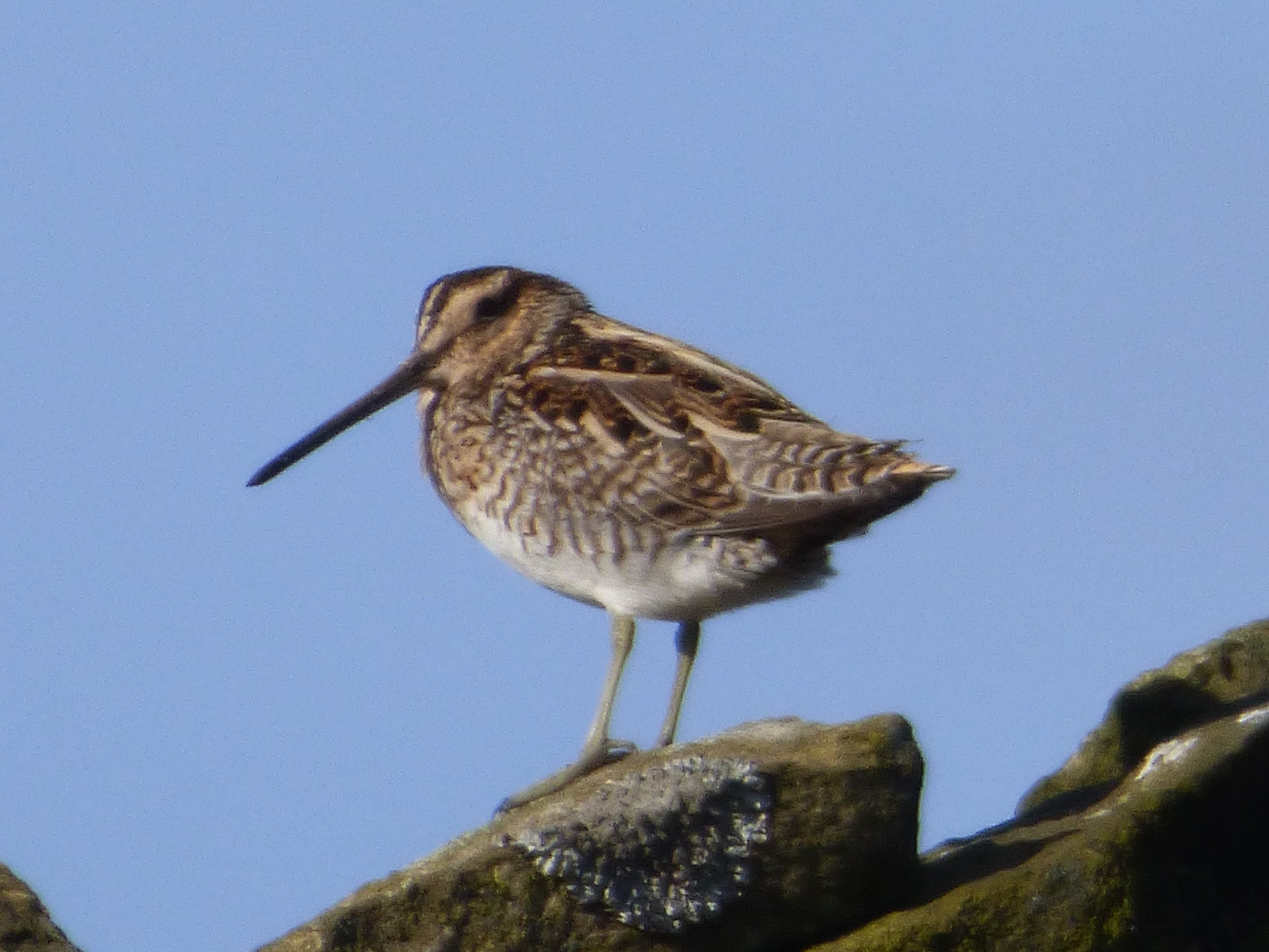 Snipe