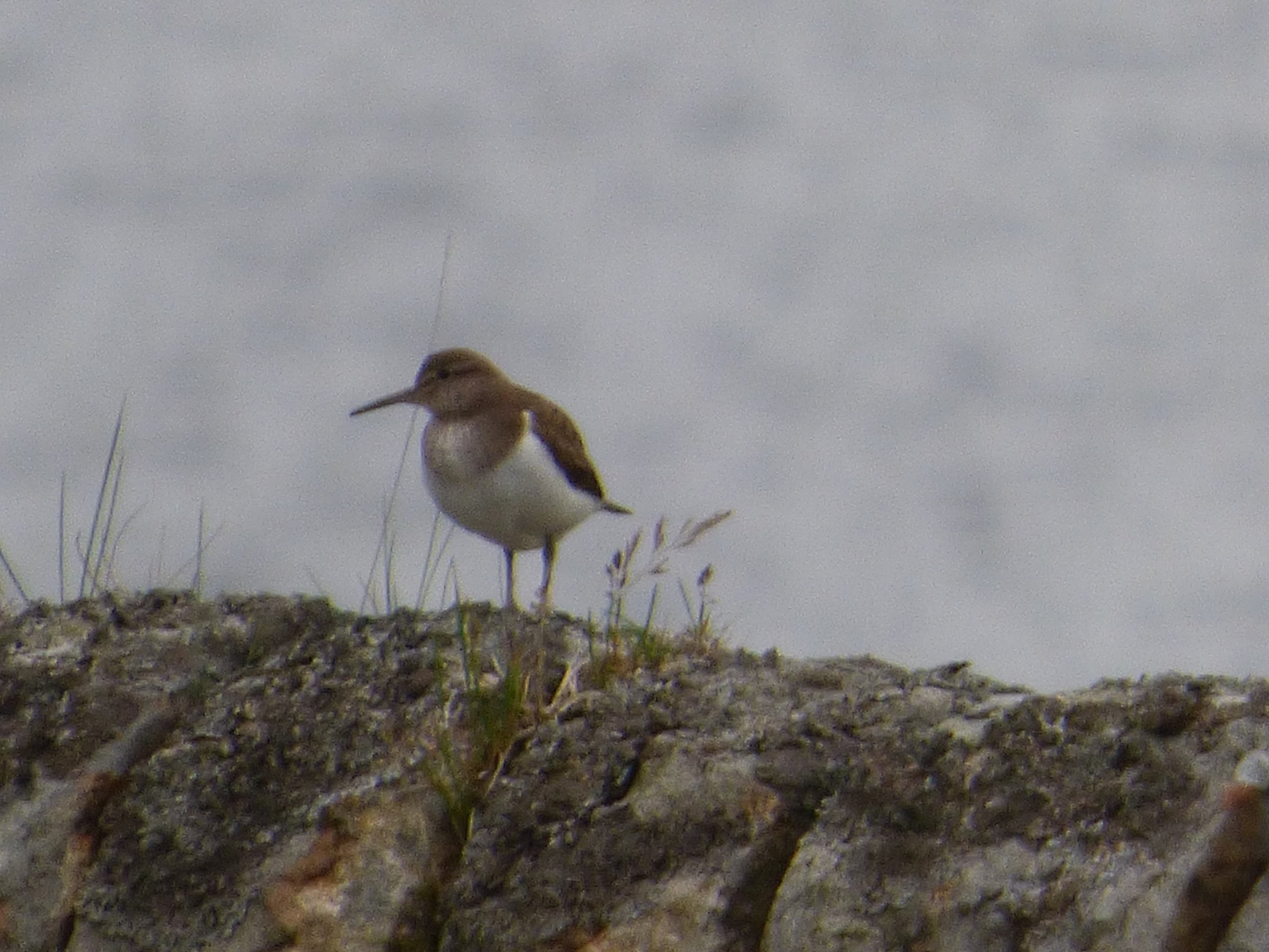 Sandpiper