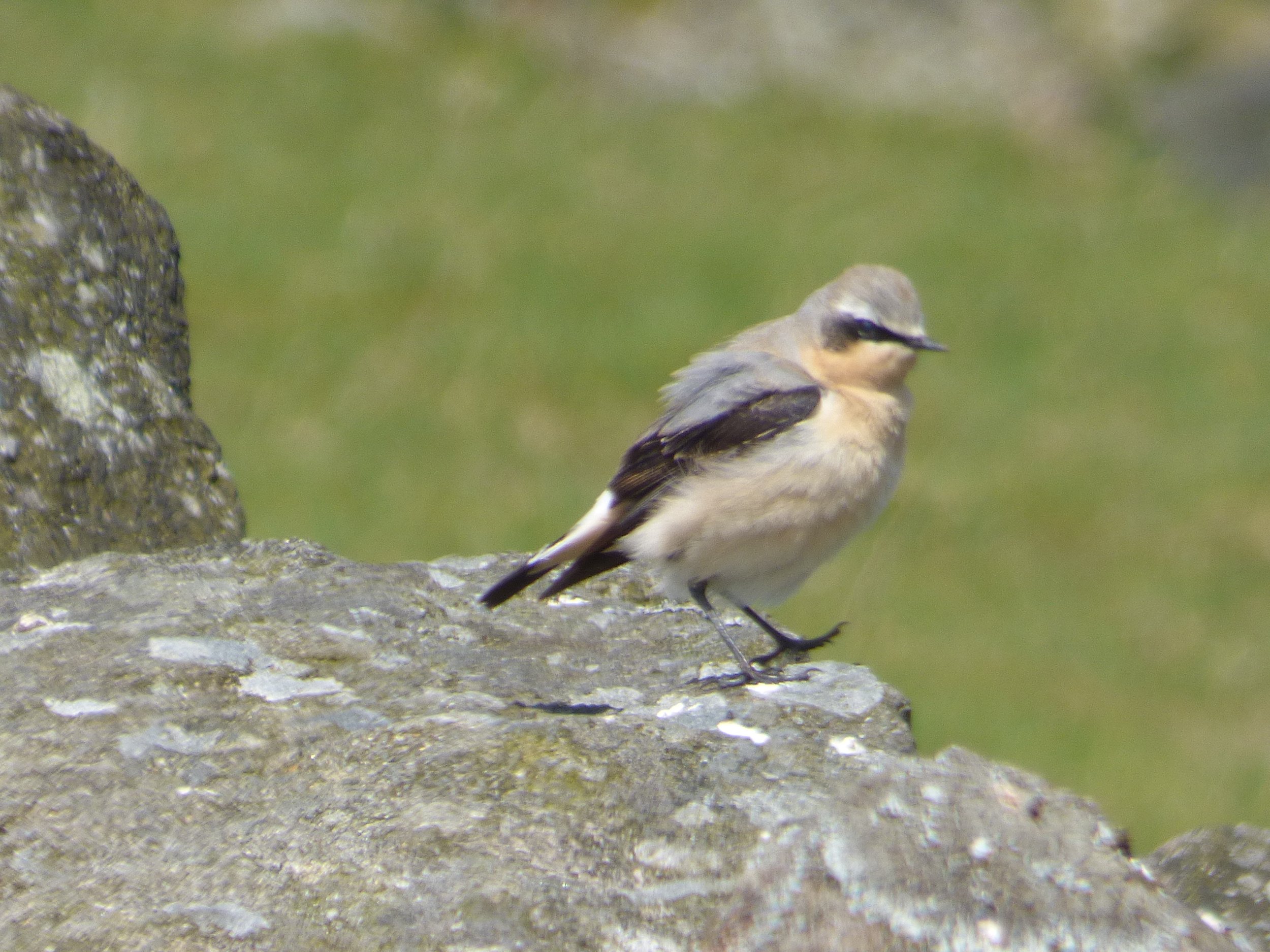 Northern wheatear