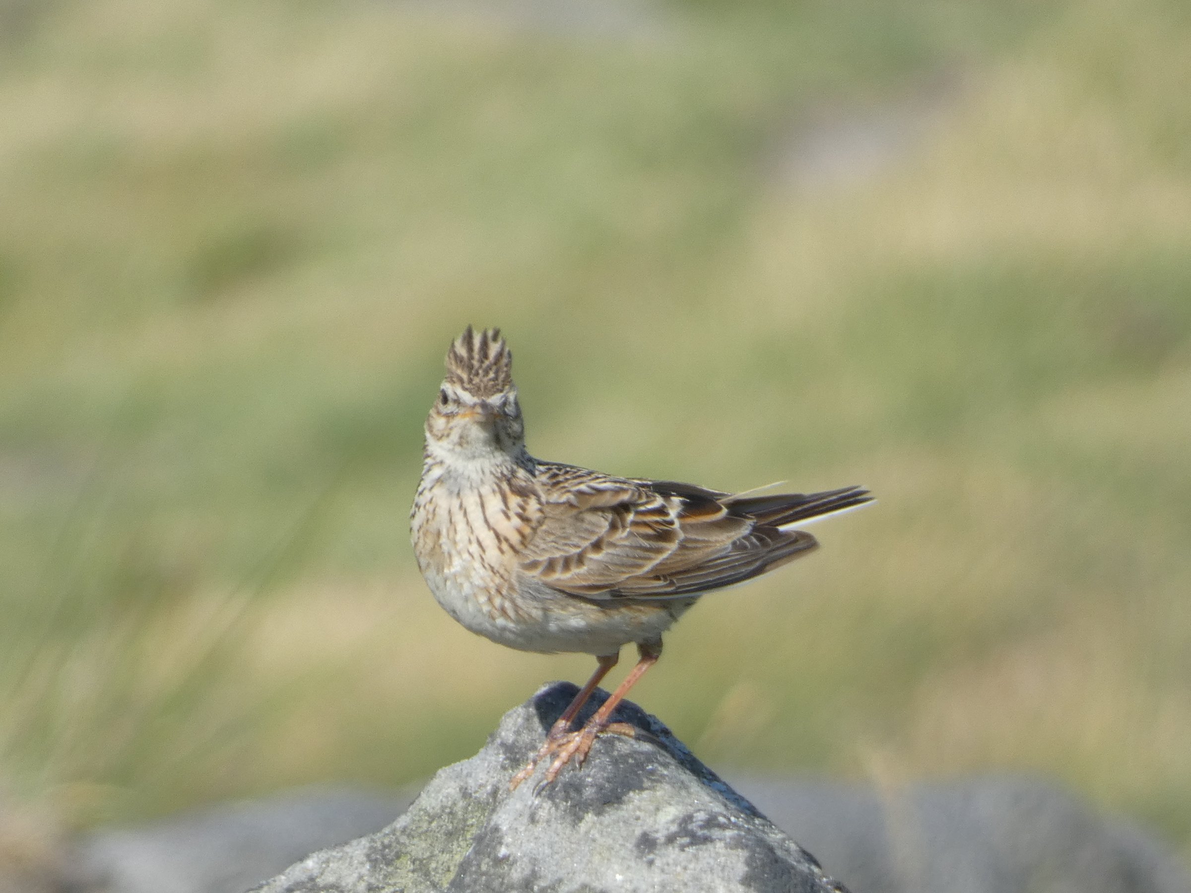 Skylark