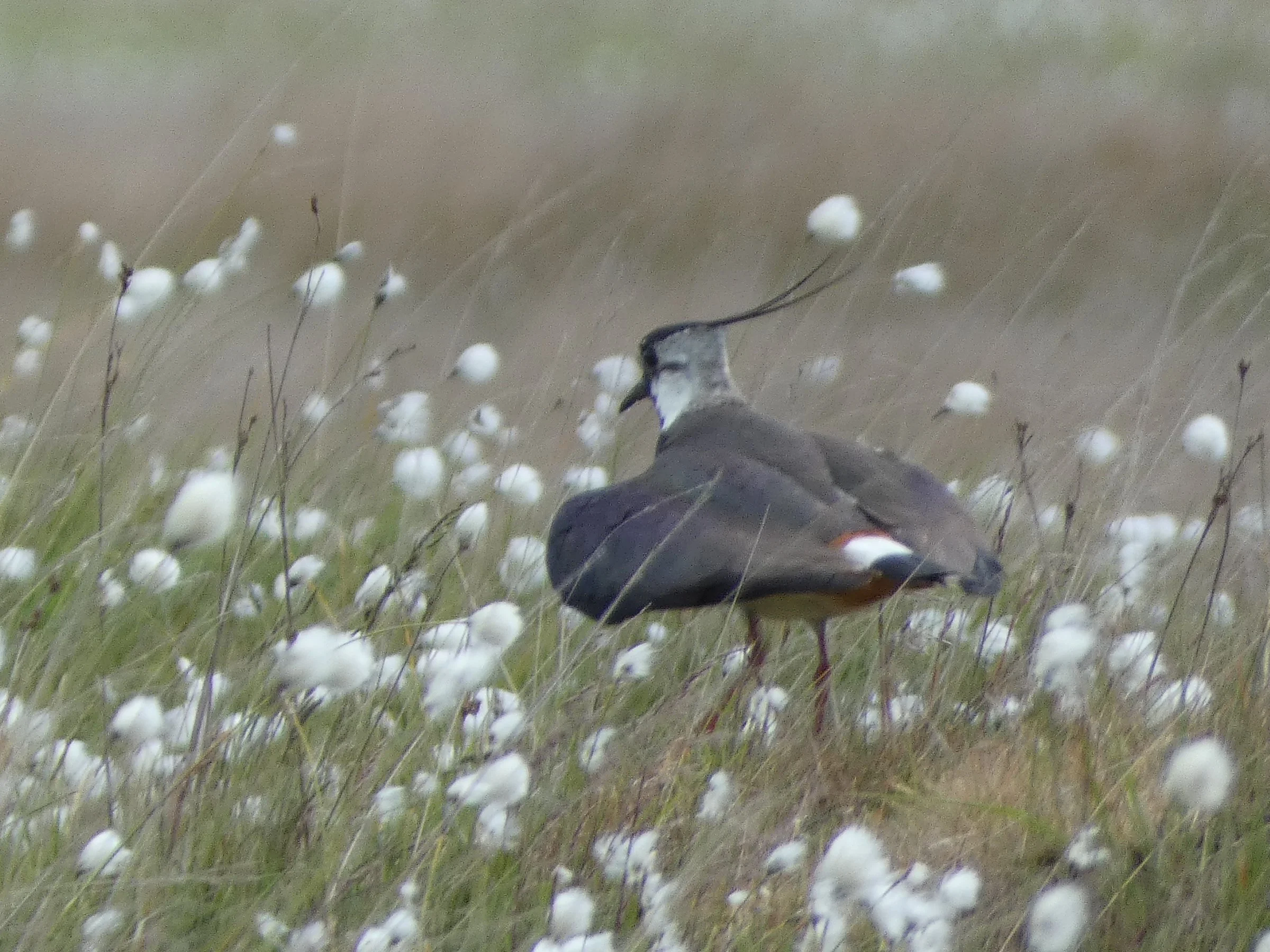 Lapwing