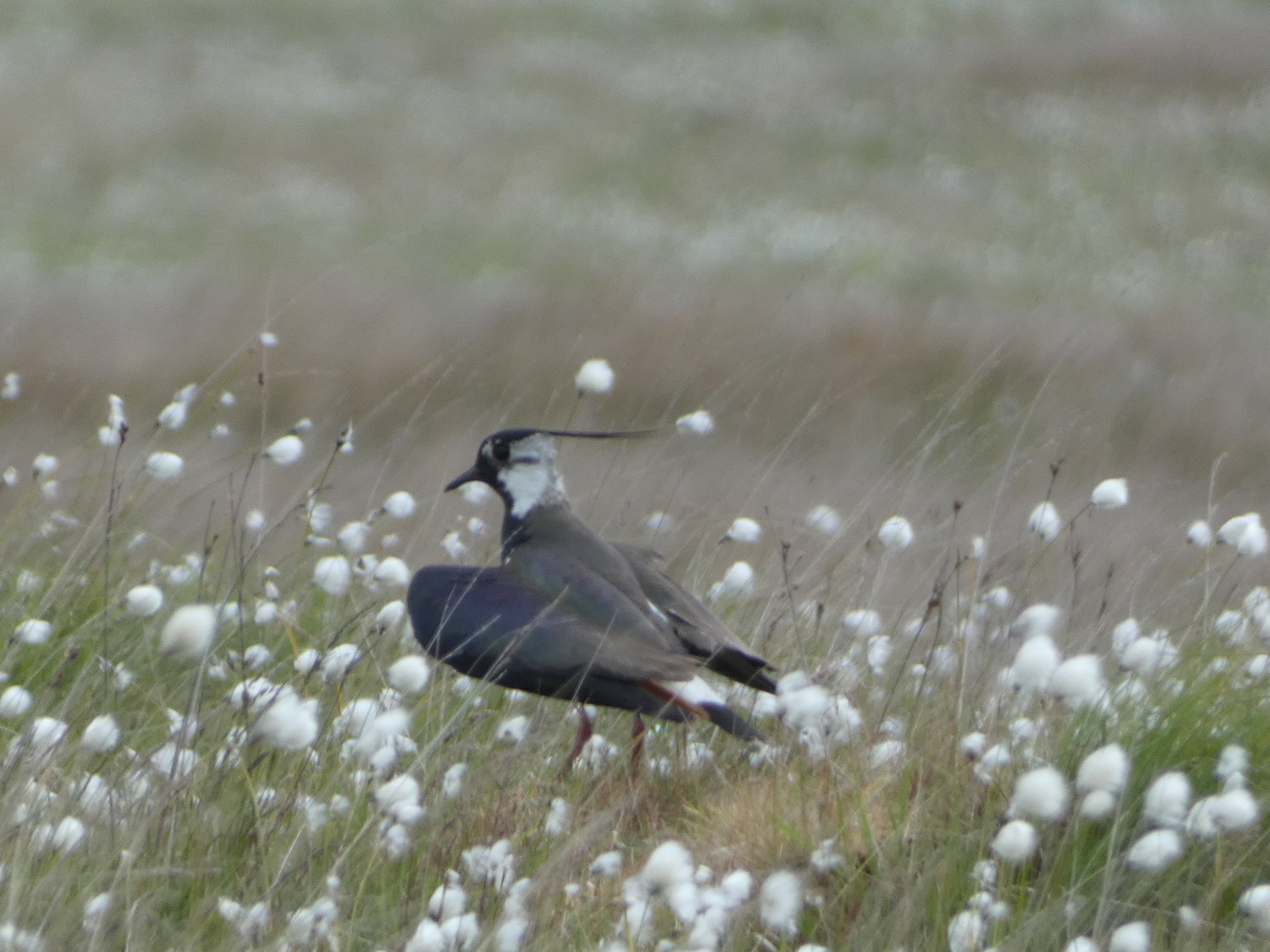 What we're fighting for