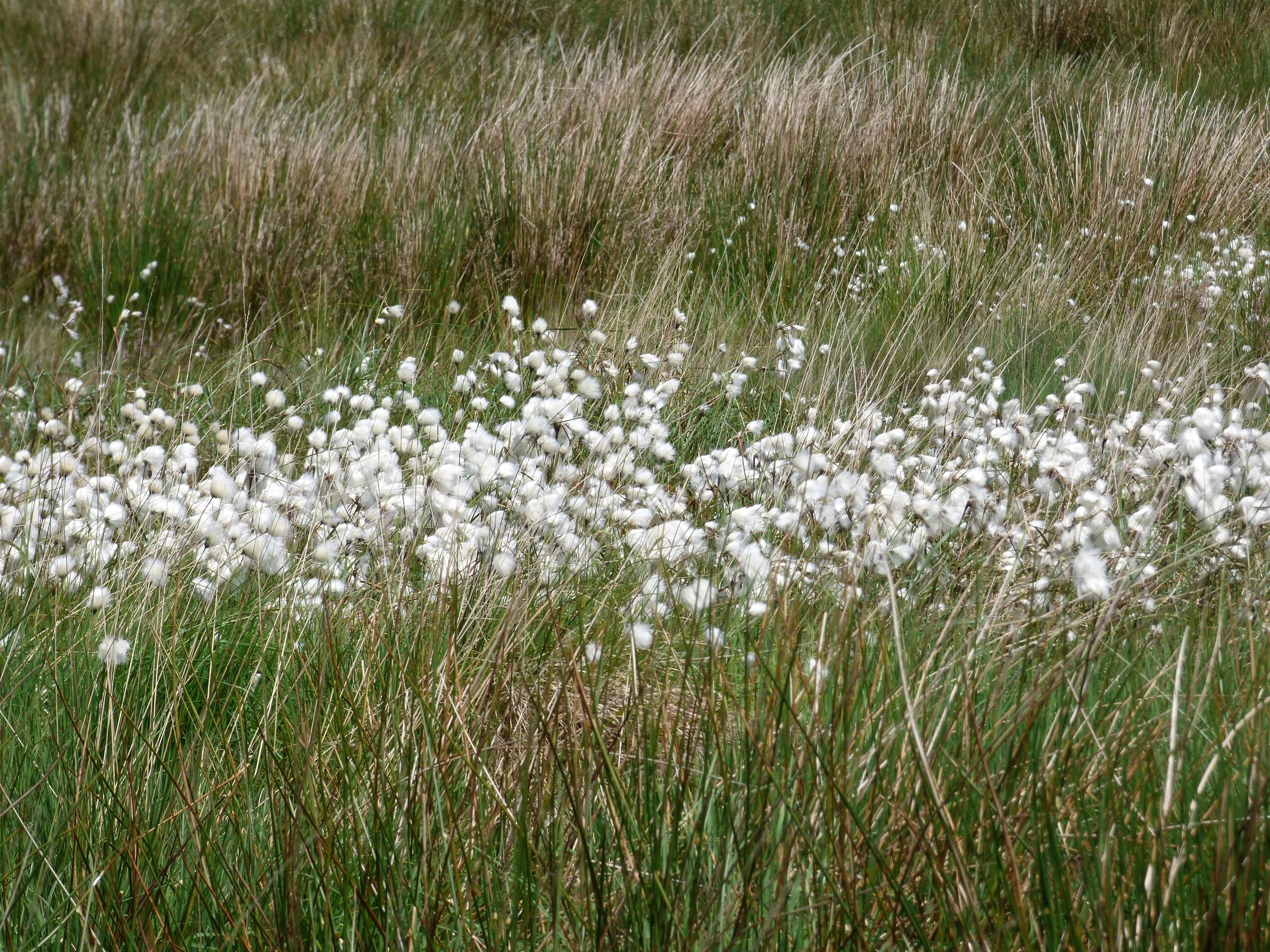 Bog cotton on Walshaw Moor