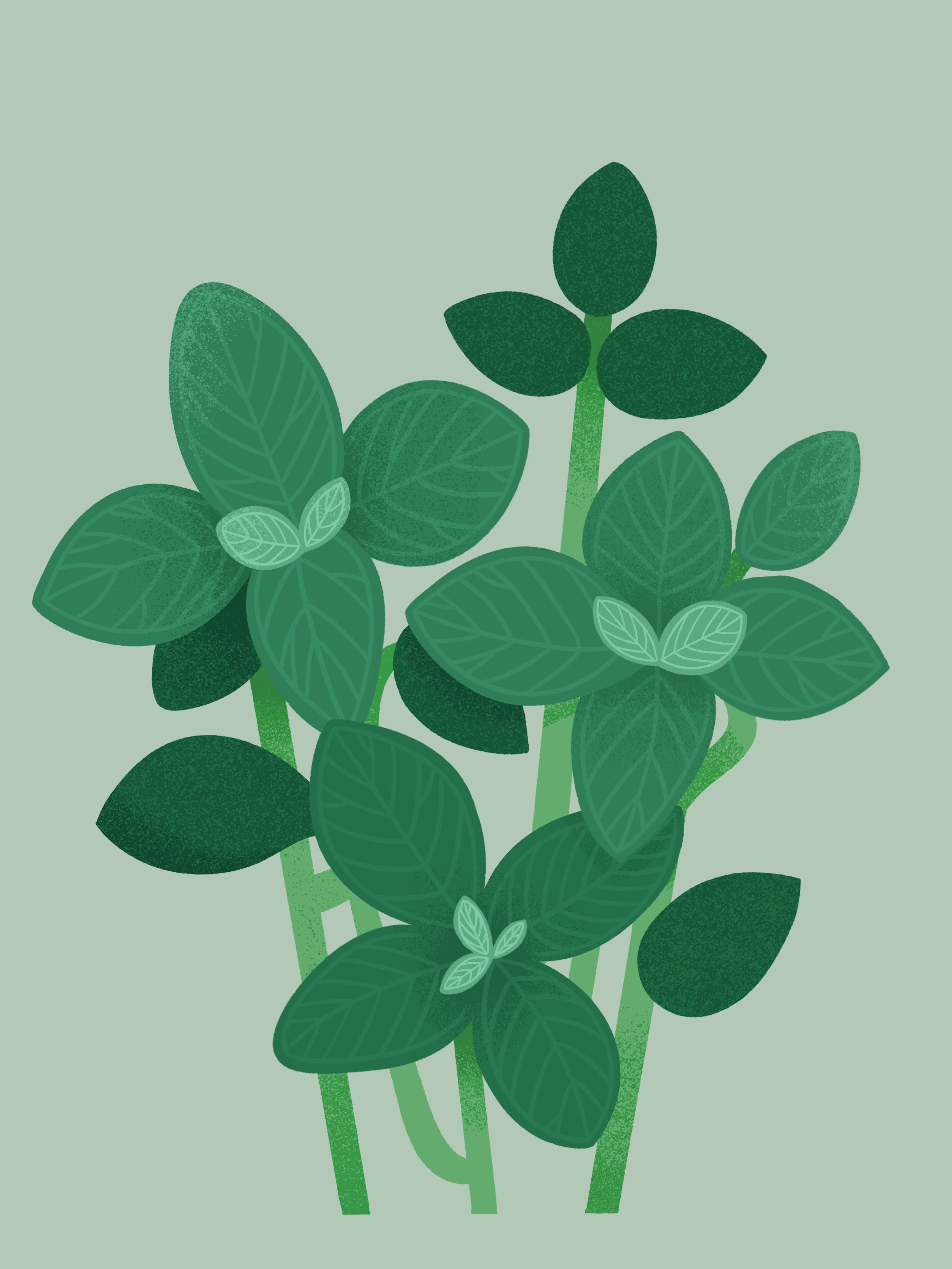 Fittonia.jpg