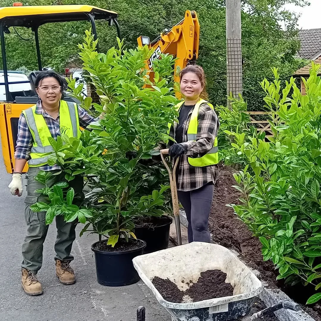 Planting day #planting #hedge #garden #landscaper #Farnham