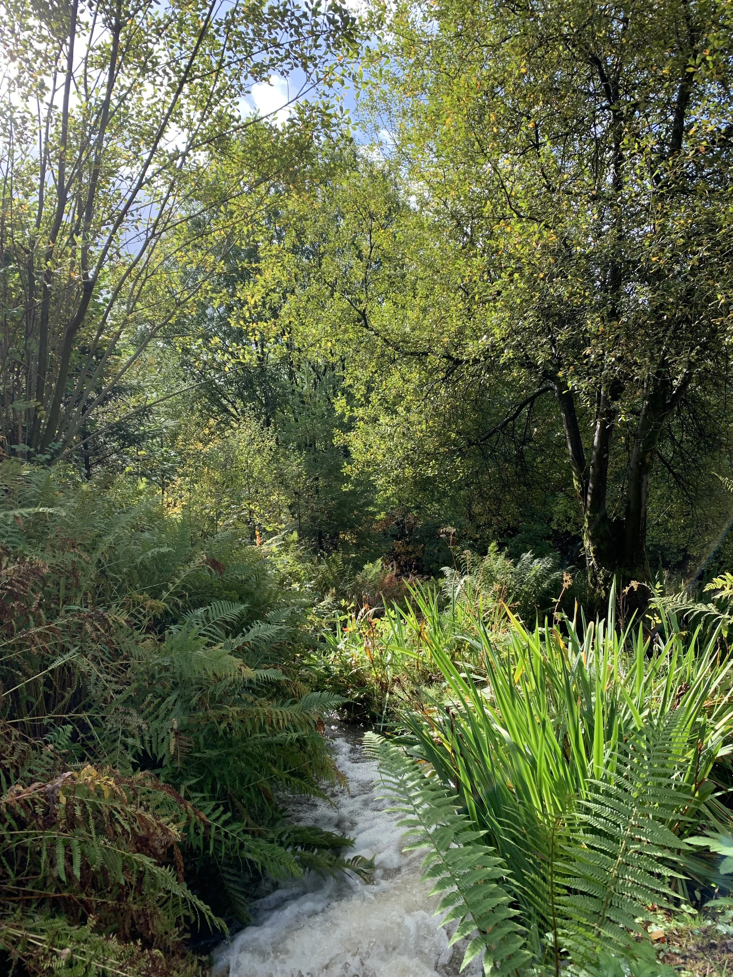 Lush greenery with a small, flowing stream surrounded by ferns and trees under a clear sky.