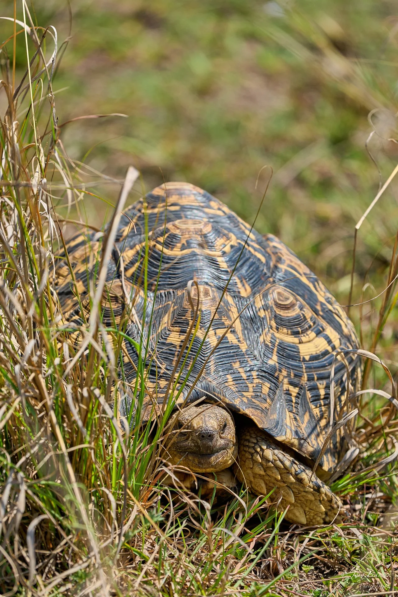 ... Leopardenschildkröte am Boden