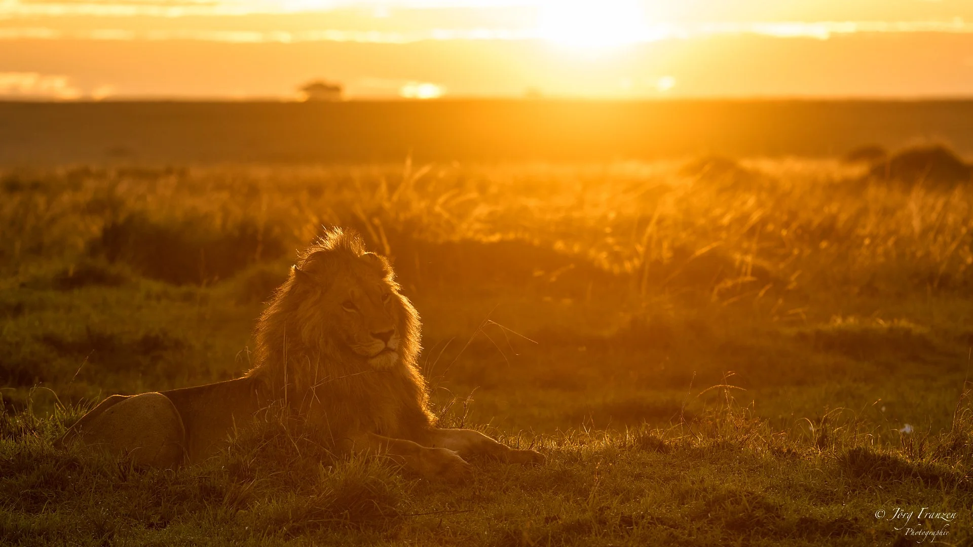 Am nächsten Morgen trafen wir zwei Löwen.