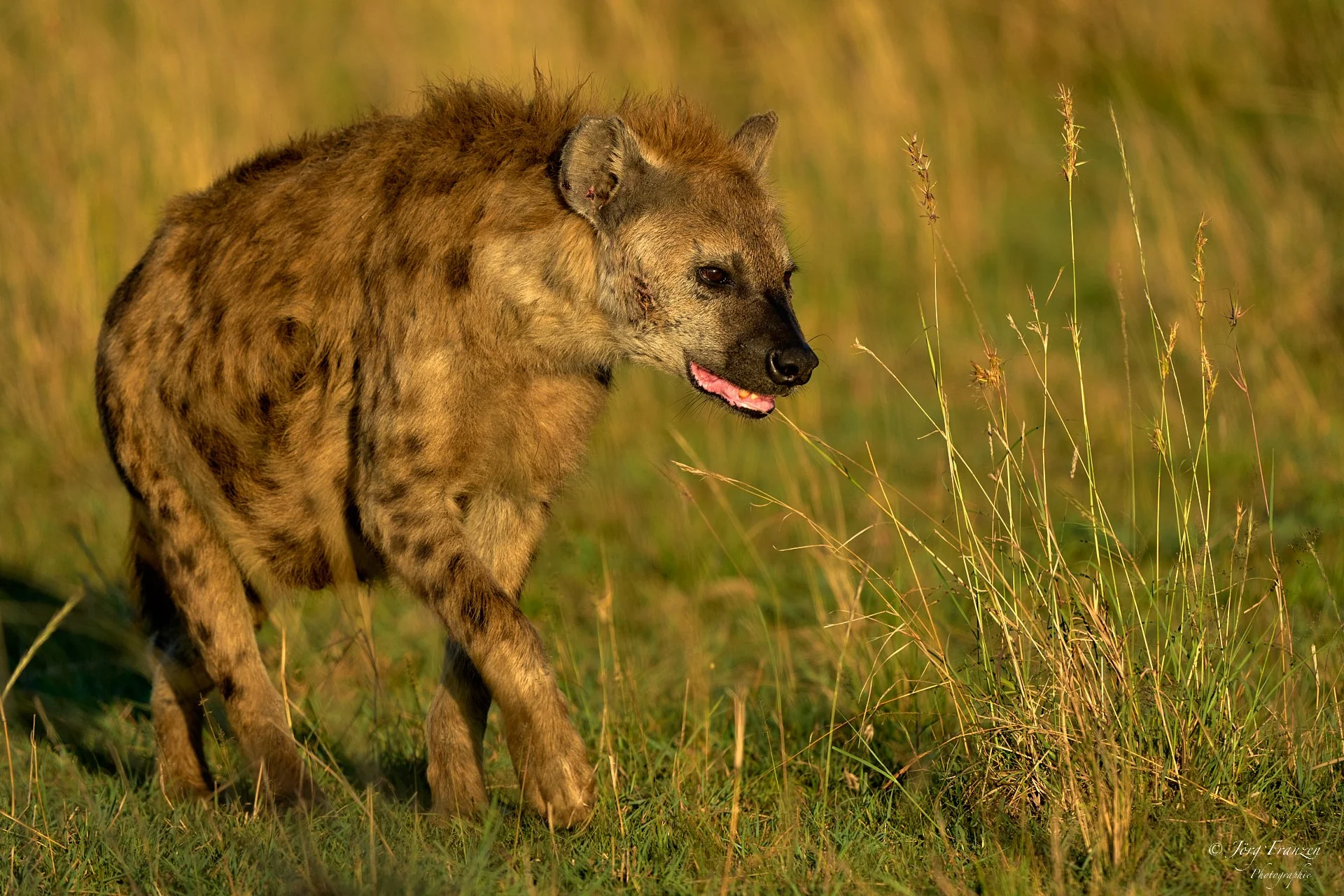 Morgendlicher Besuch an einem Hyänenbau
