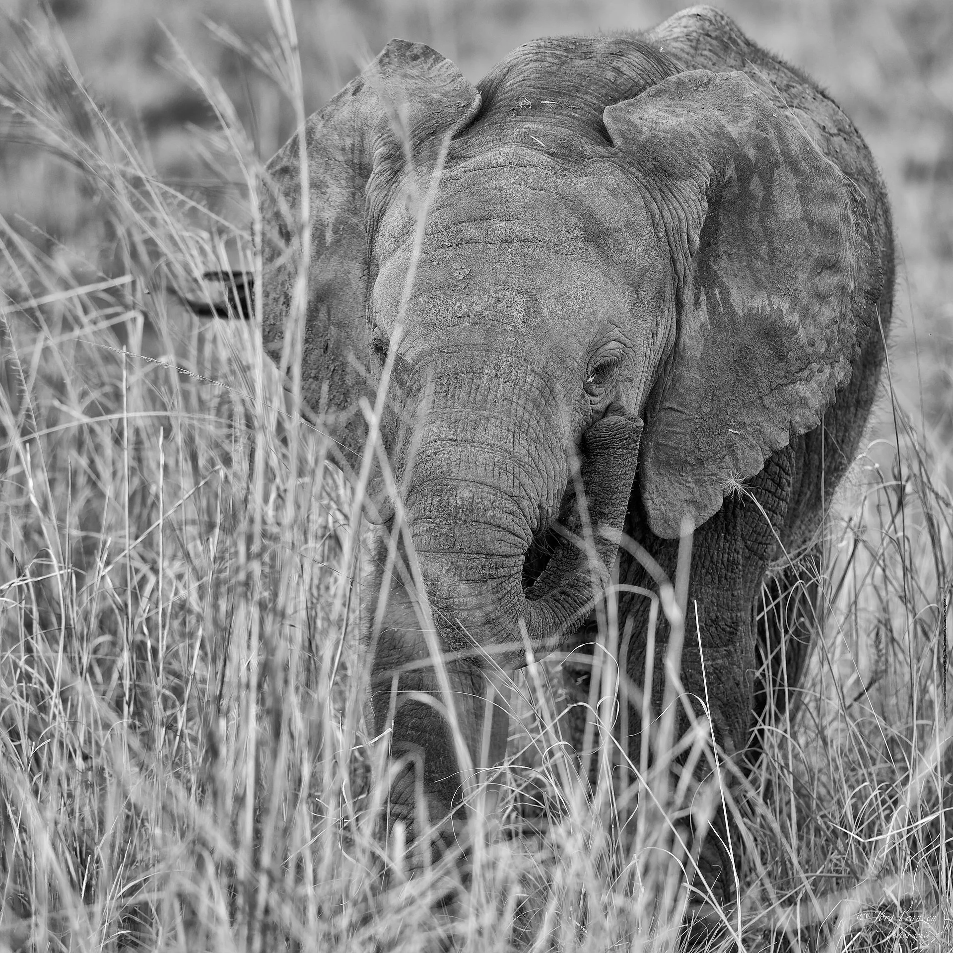 Der Nachwuchs im hohen Gras