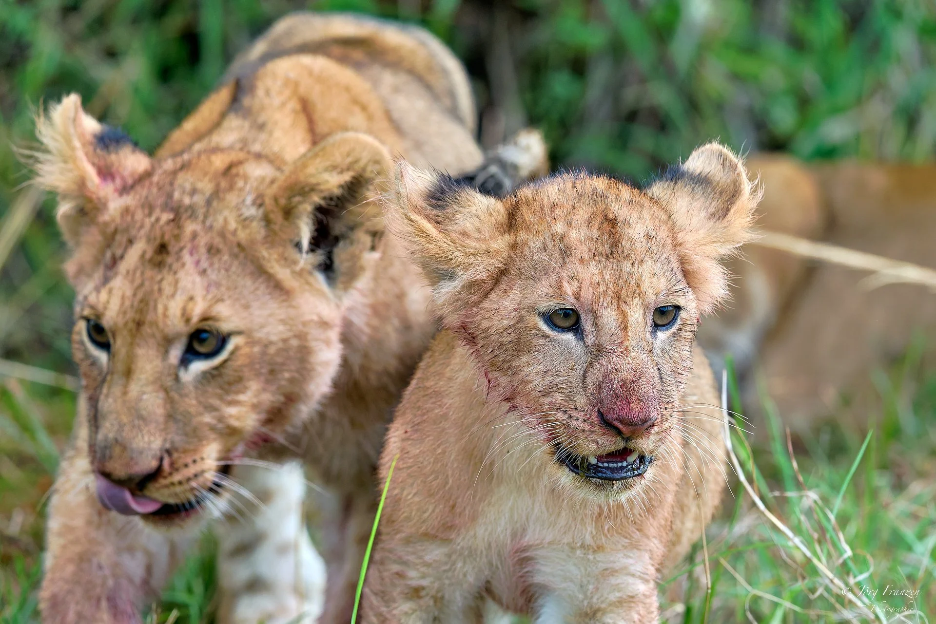 Die Jungen nach dem Mahl