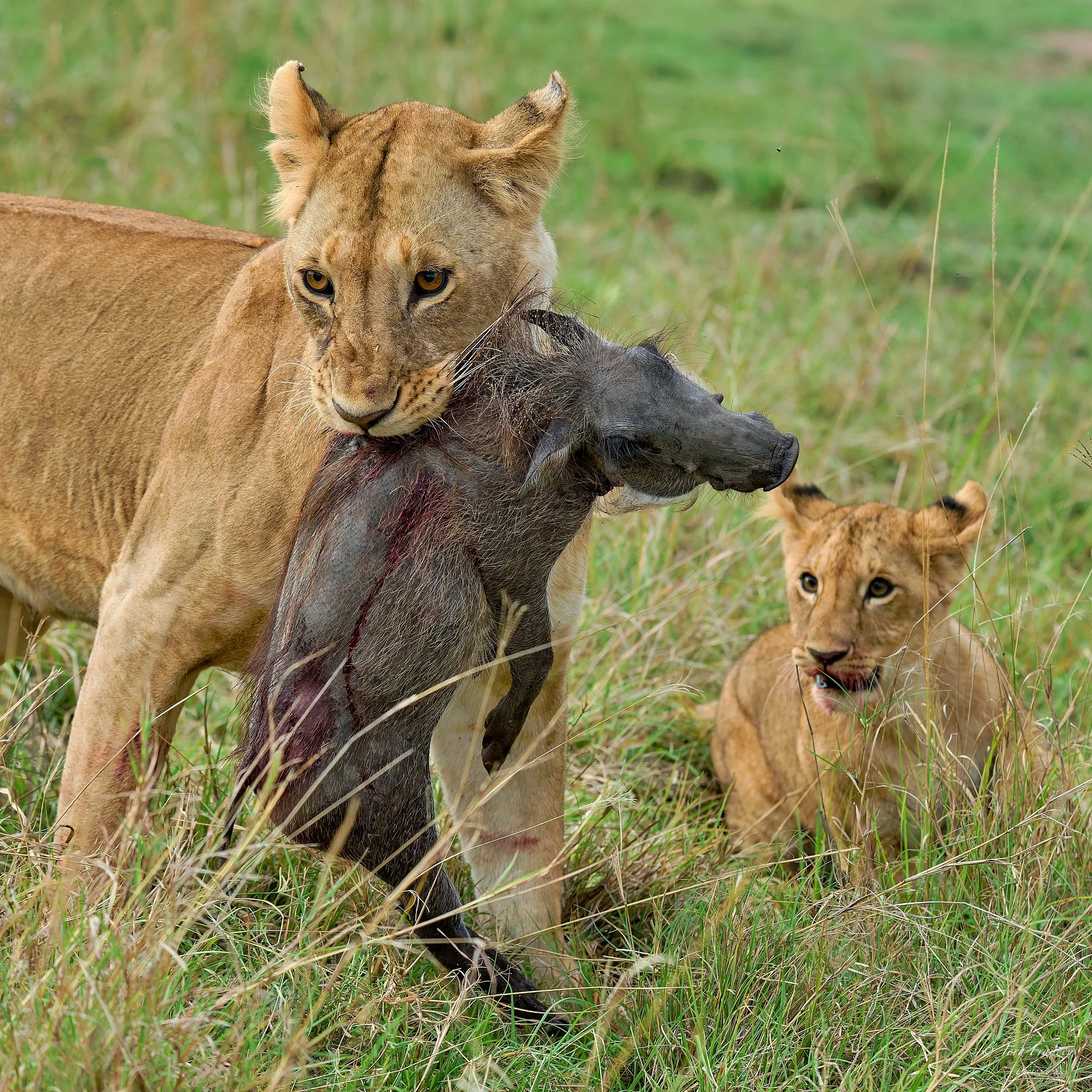 Die Junglöwen sind in Aufruhr.