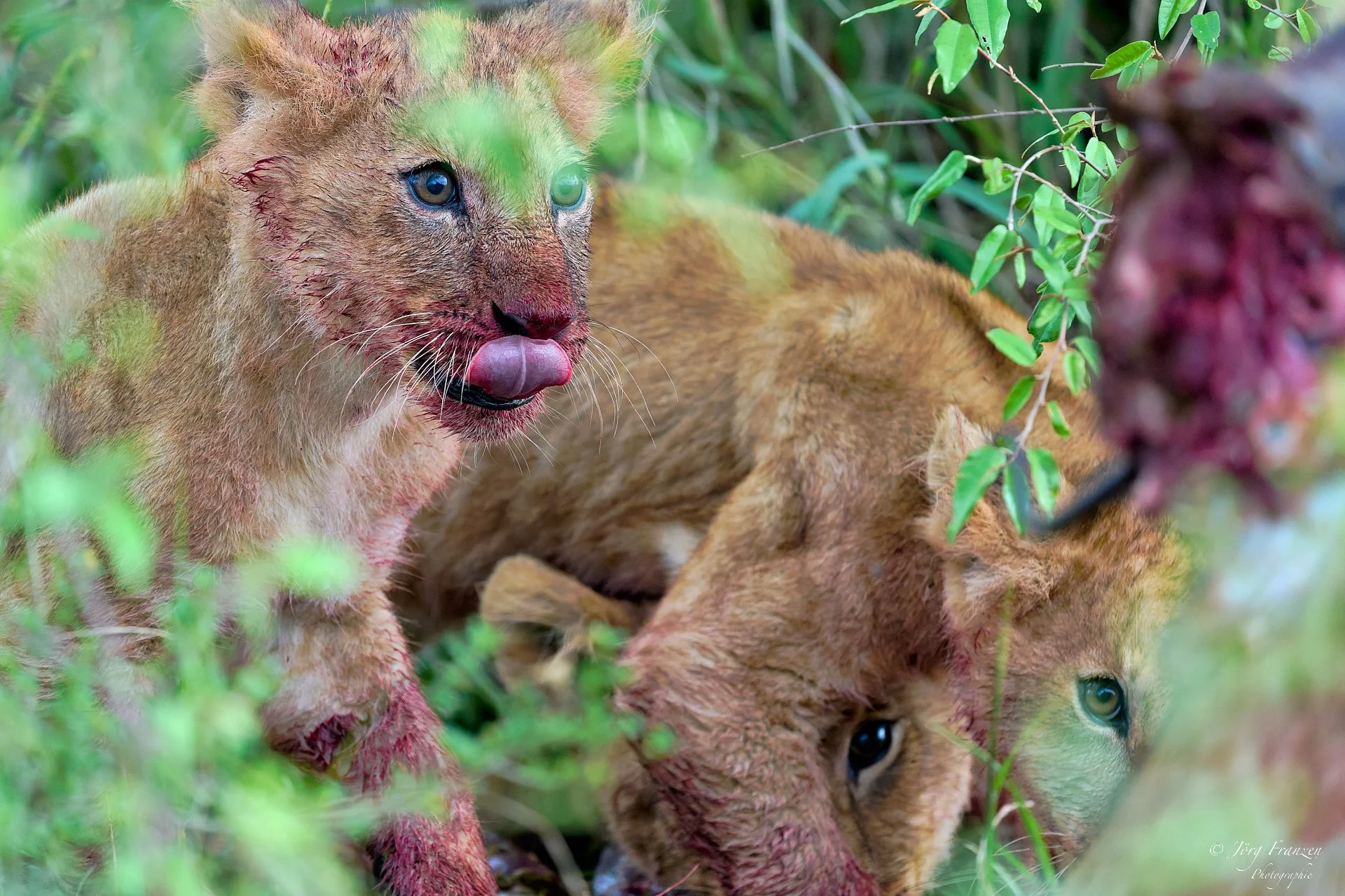 Und sind ganz verdutzt, ...