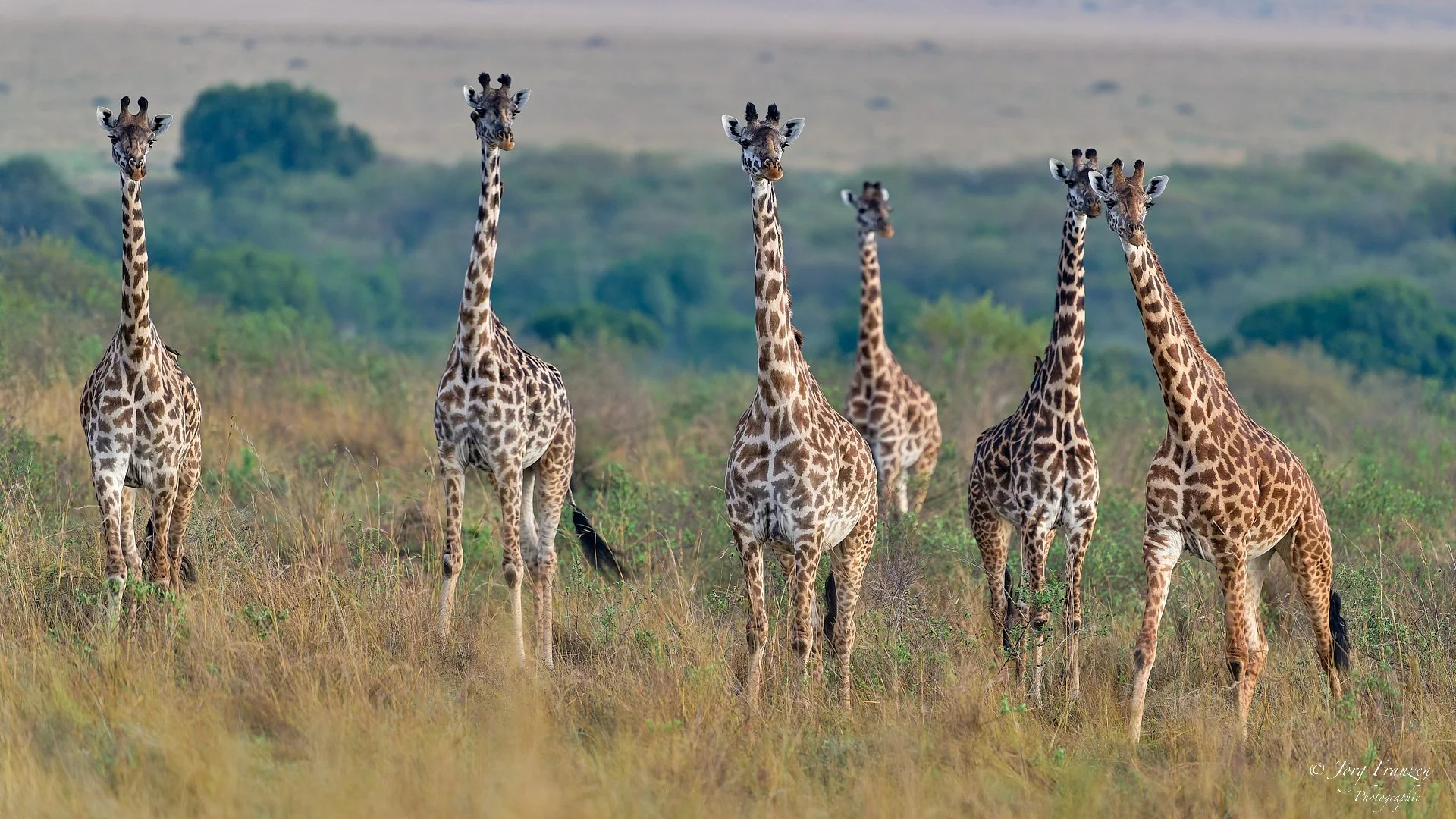 ... bereitet den Giraffen keine Sorgen.