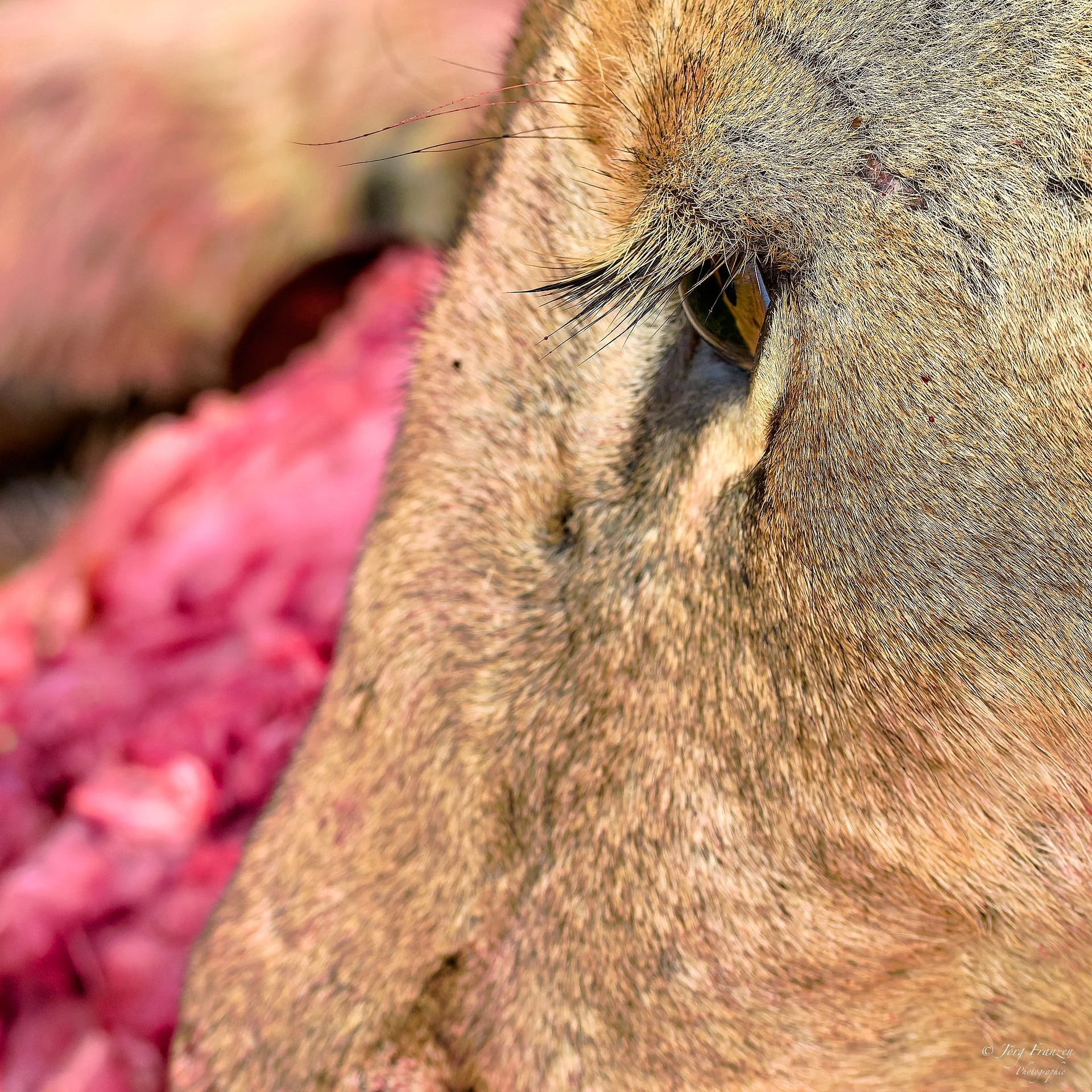 Sicherung des eigenen Anteils an der Beute