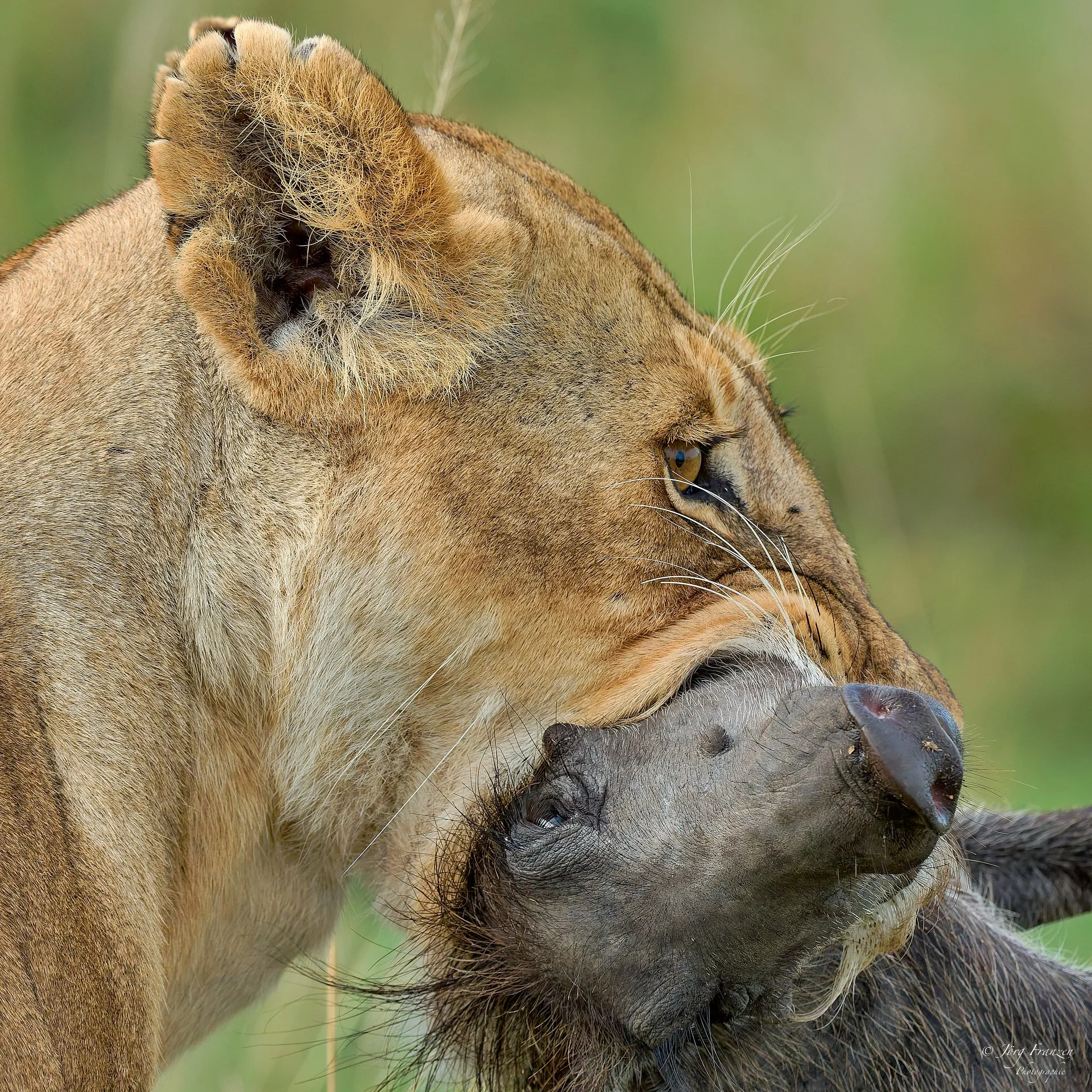 ... wird erst einmal weggetragen.
