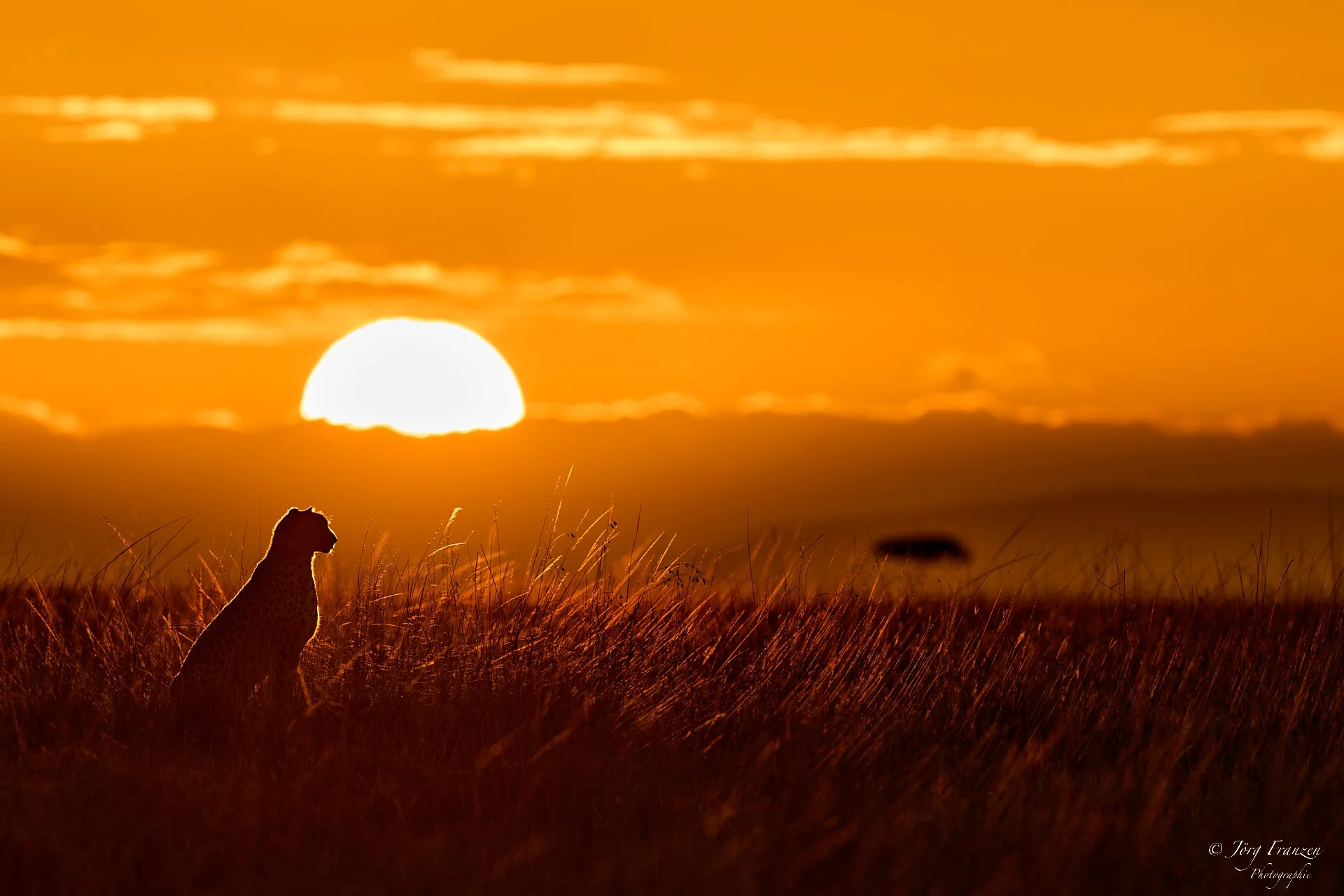 Gepard bei Sonnenaufgang
