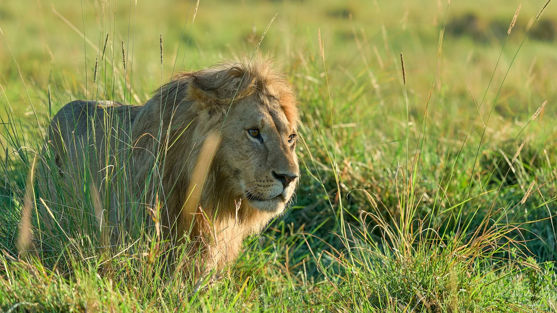 Weiter geht es durchs hohe Gras.